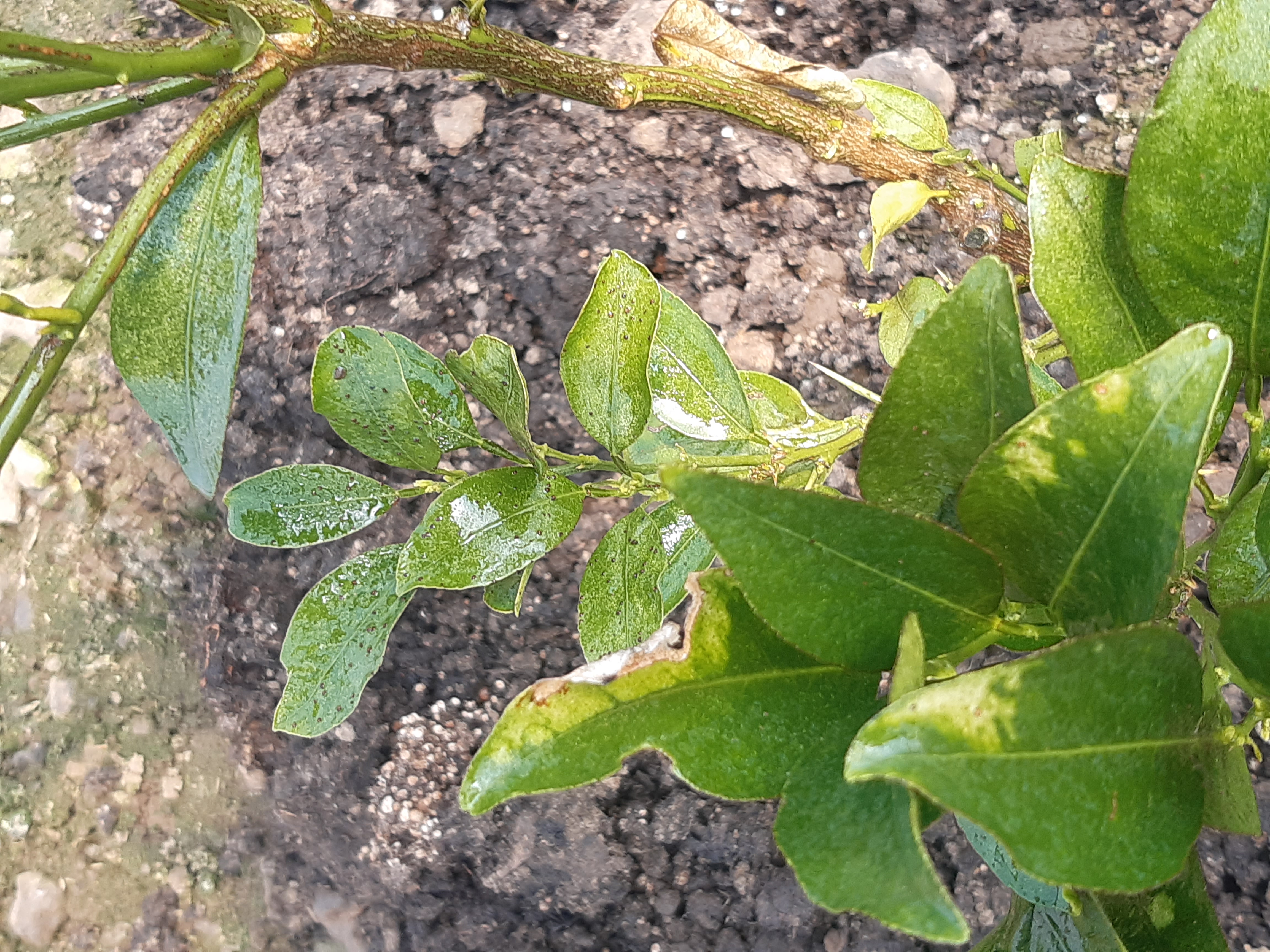 잎확인해주세요