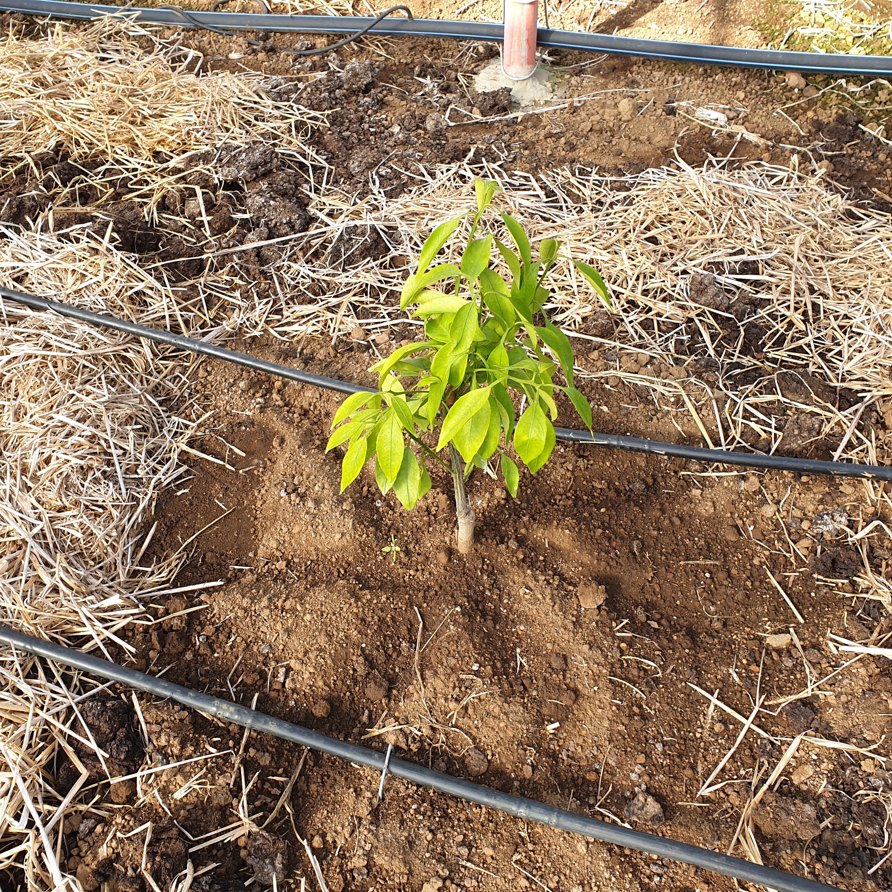 레드향 이상증상