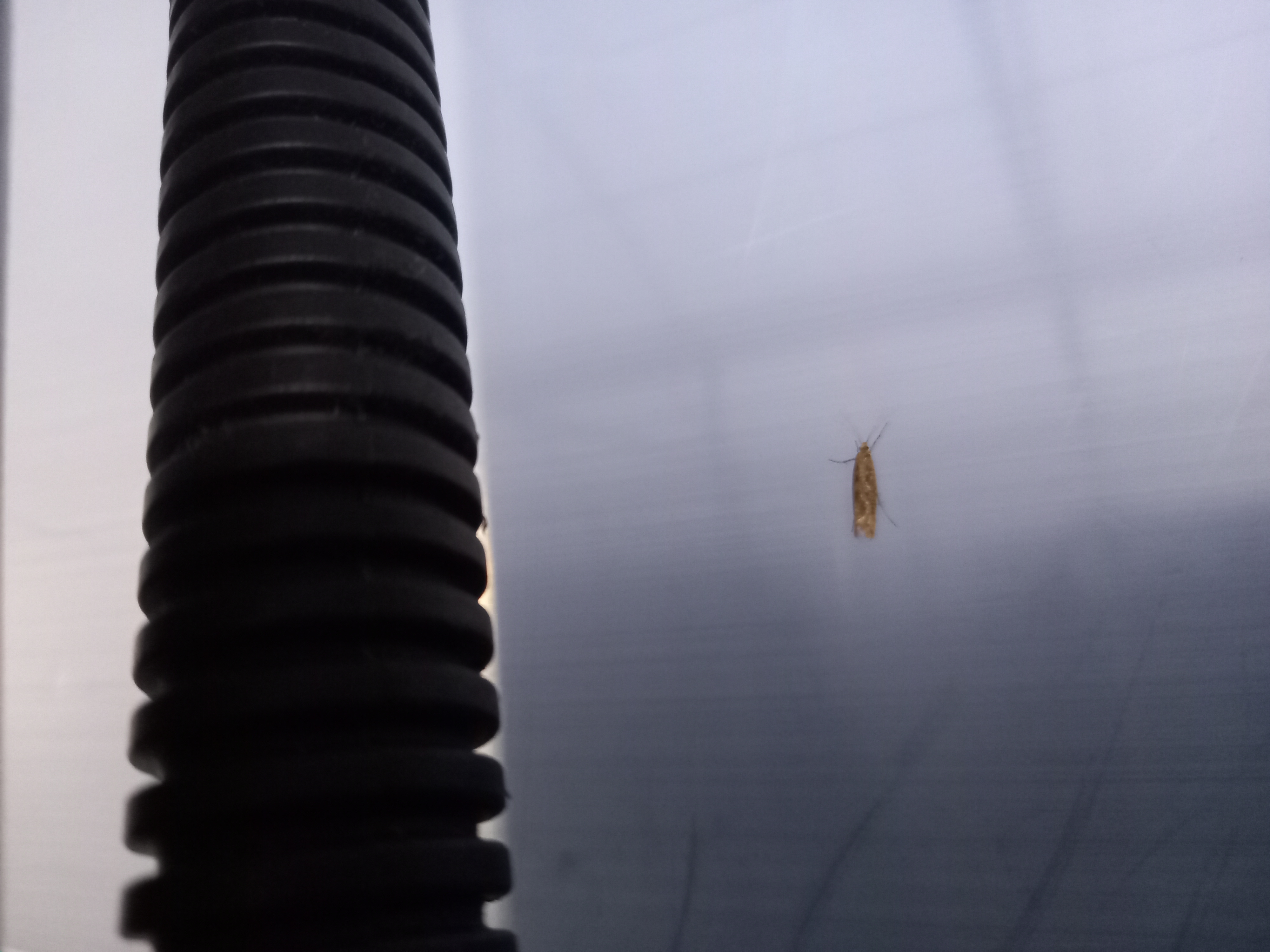 카라향 병해충 문의