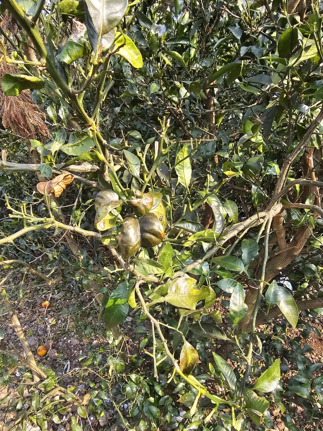 노지한라봉 잎에 검은반점(첨부사진참조)같은것이 생겨 어떤조치를 하여야 하는지 문의드립니다