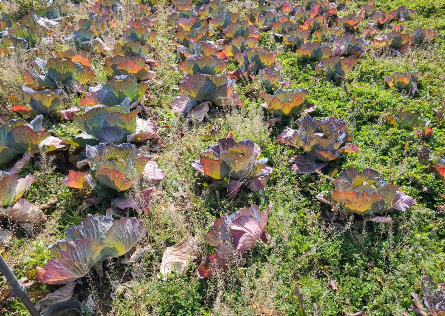 양배추 관련 문의 드립니다.