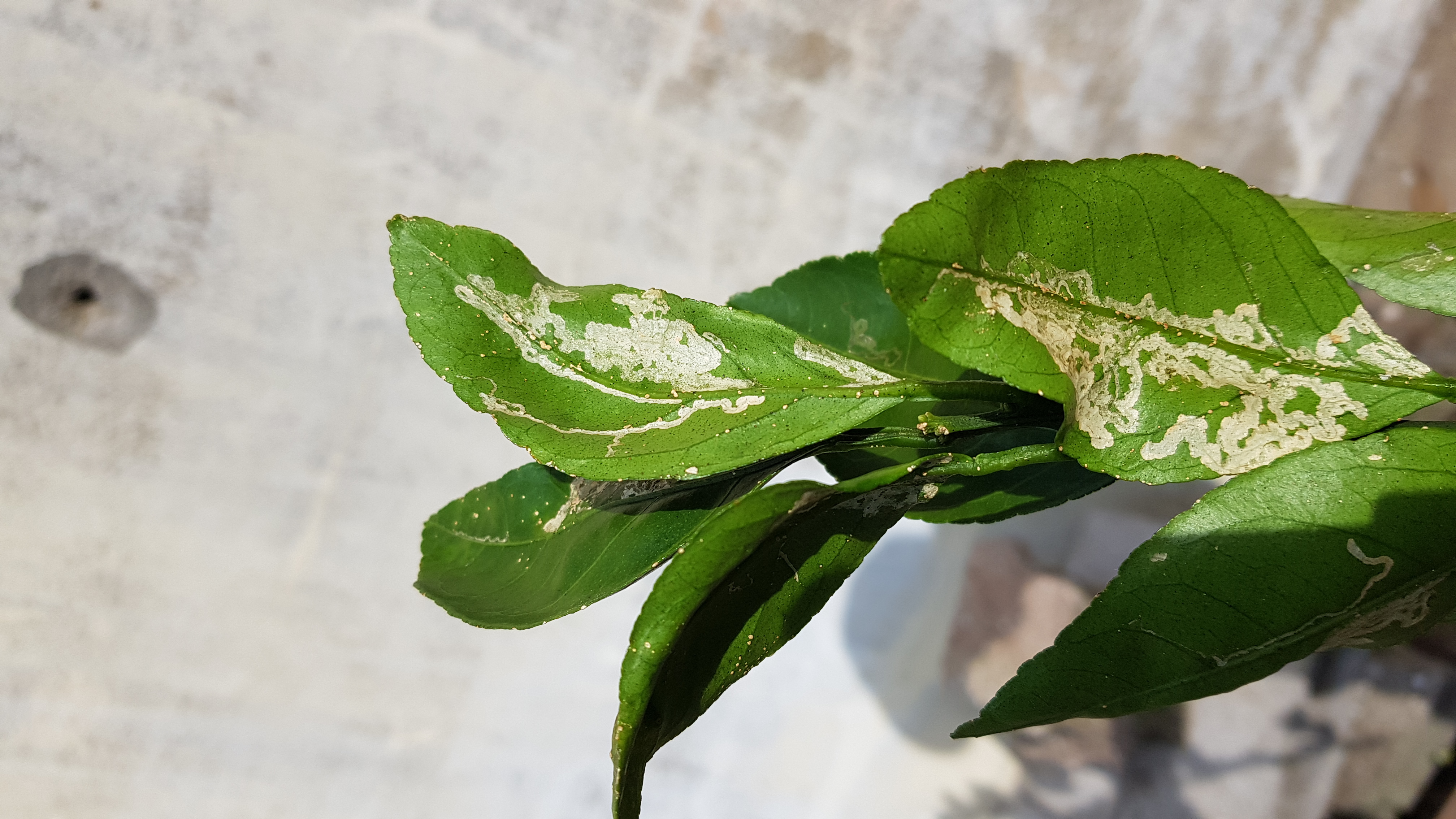 감귤 병해충에 대한 질의