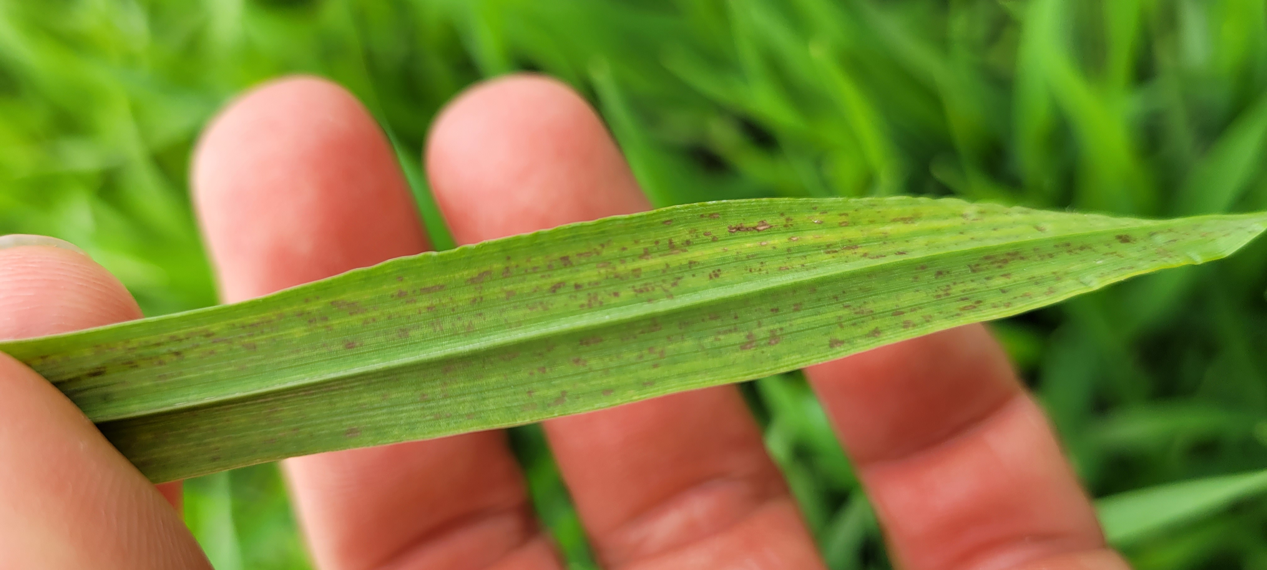 보리에서 이런경우 원인이 무엇인가요