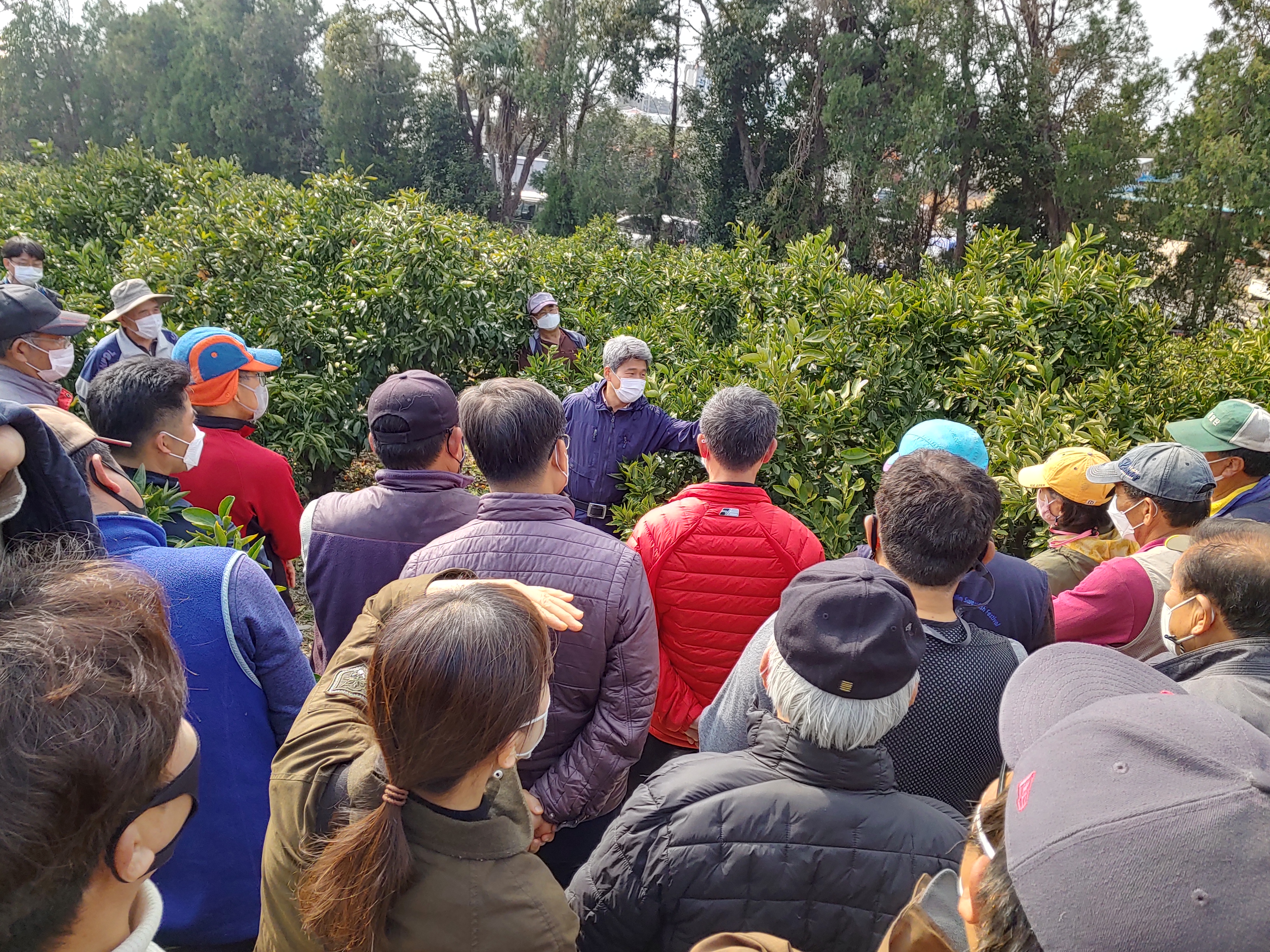 2021년 감귤 정지·전정 교육