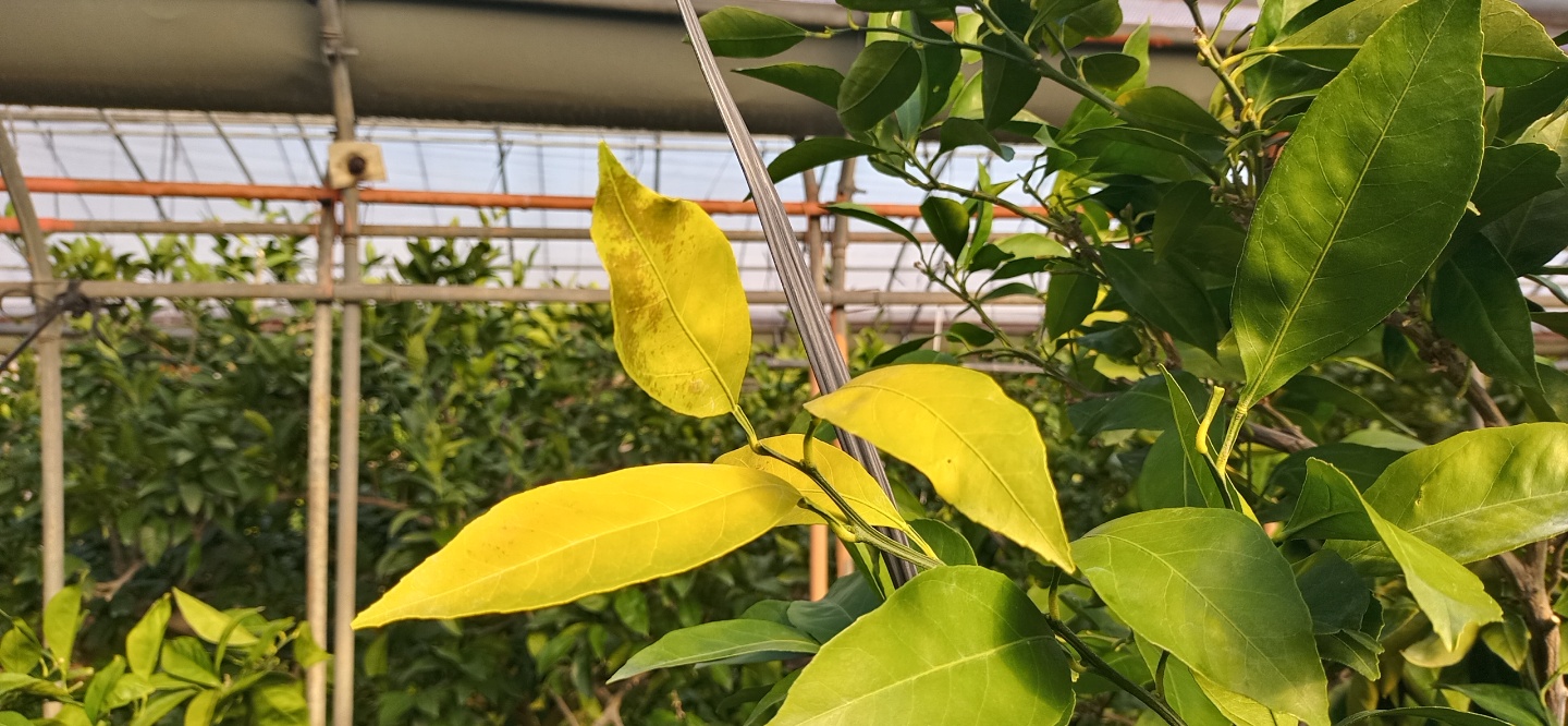 하우스 감귤 잎 증상 관련 문의드립니다.