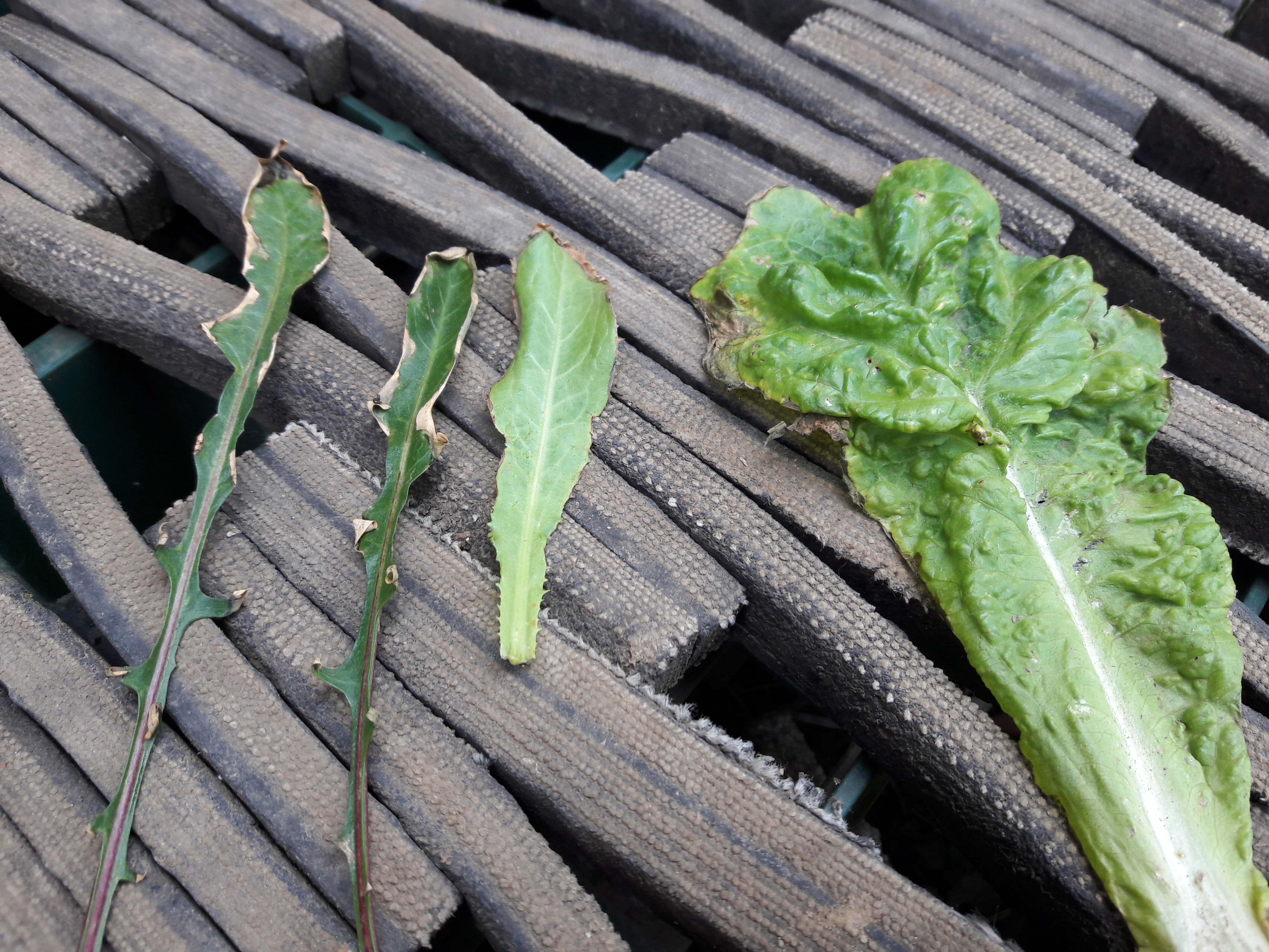 상추 병충해에 대하여