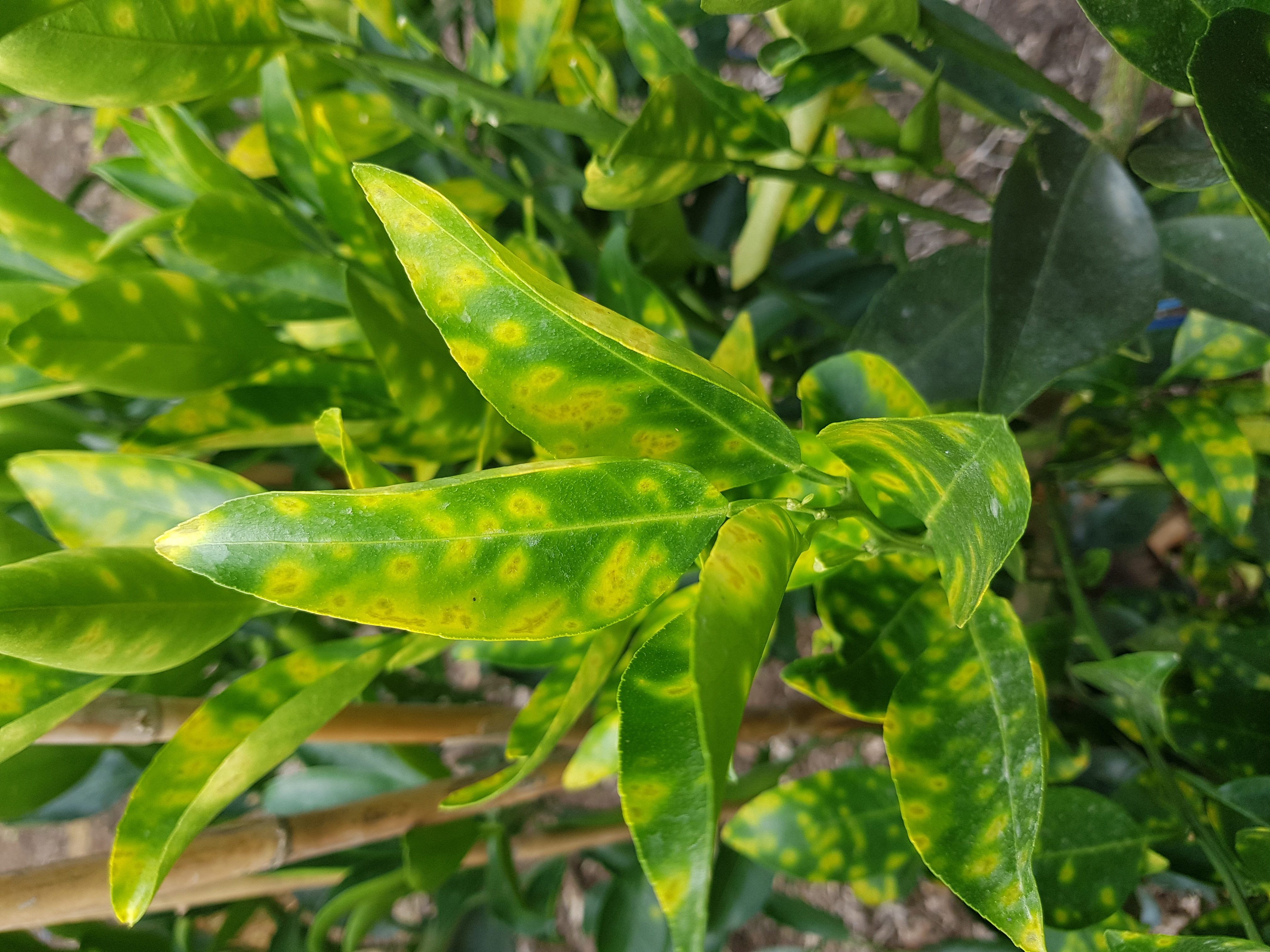 천혜향병충해문의