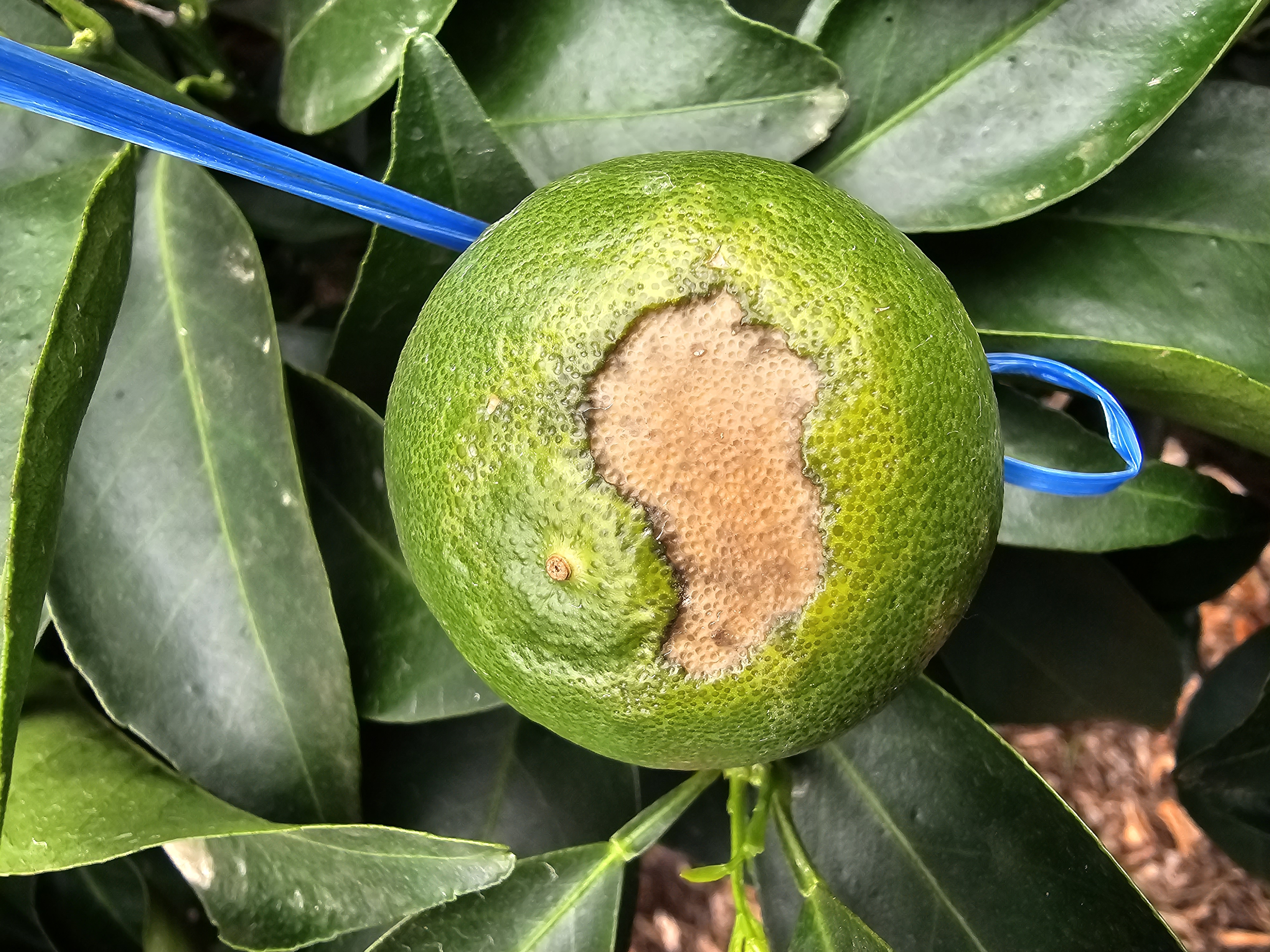 천혜향 일소피해가 맞는지 궁금합니다