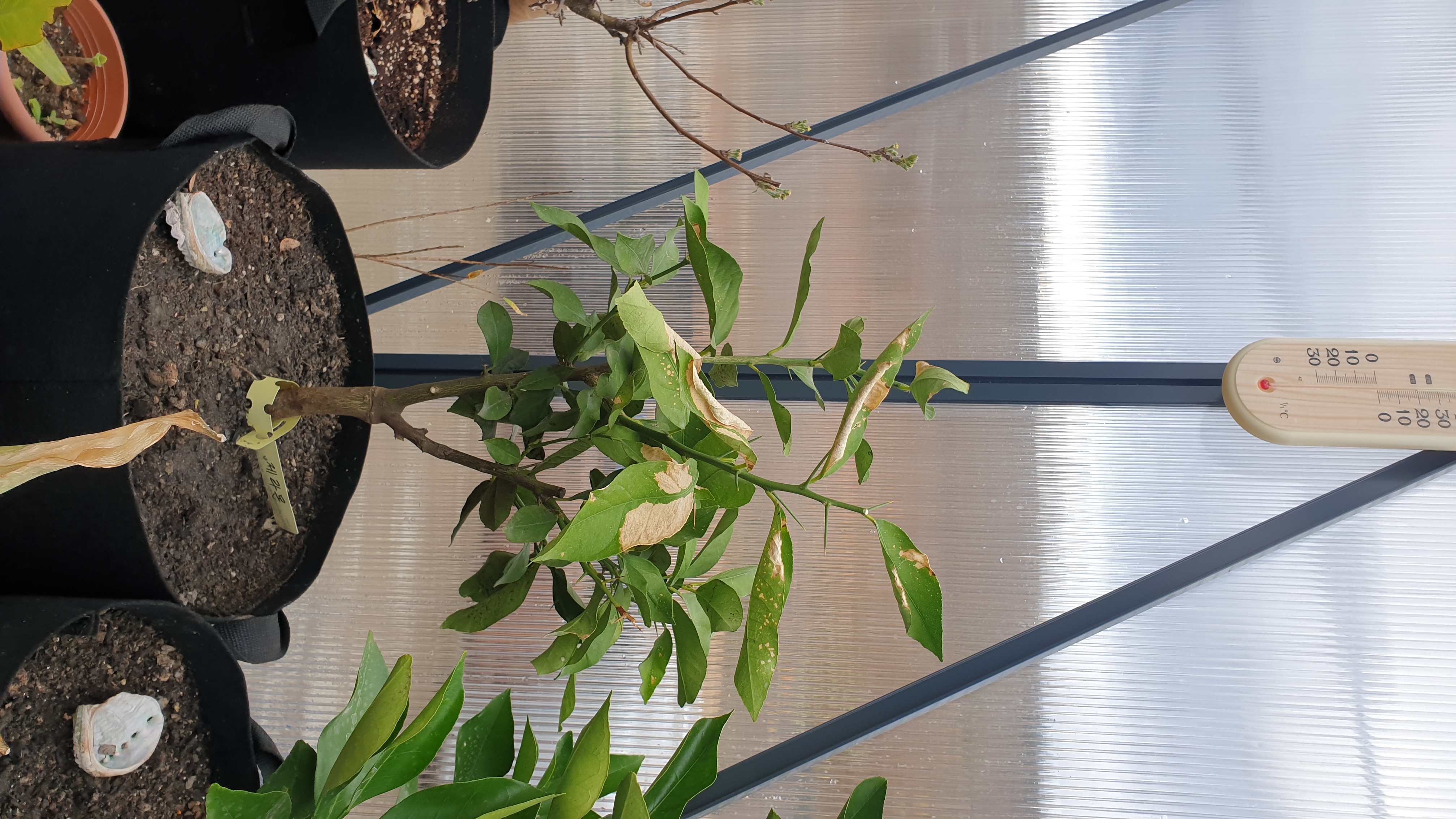 감귤 질병문의드립니다.