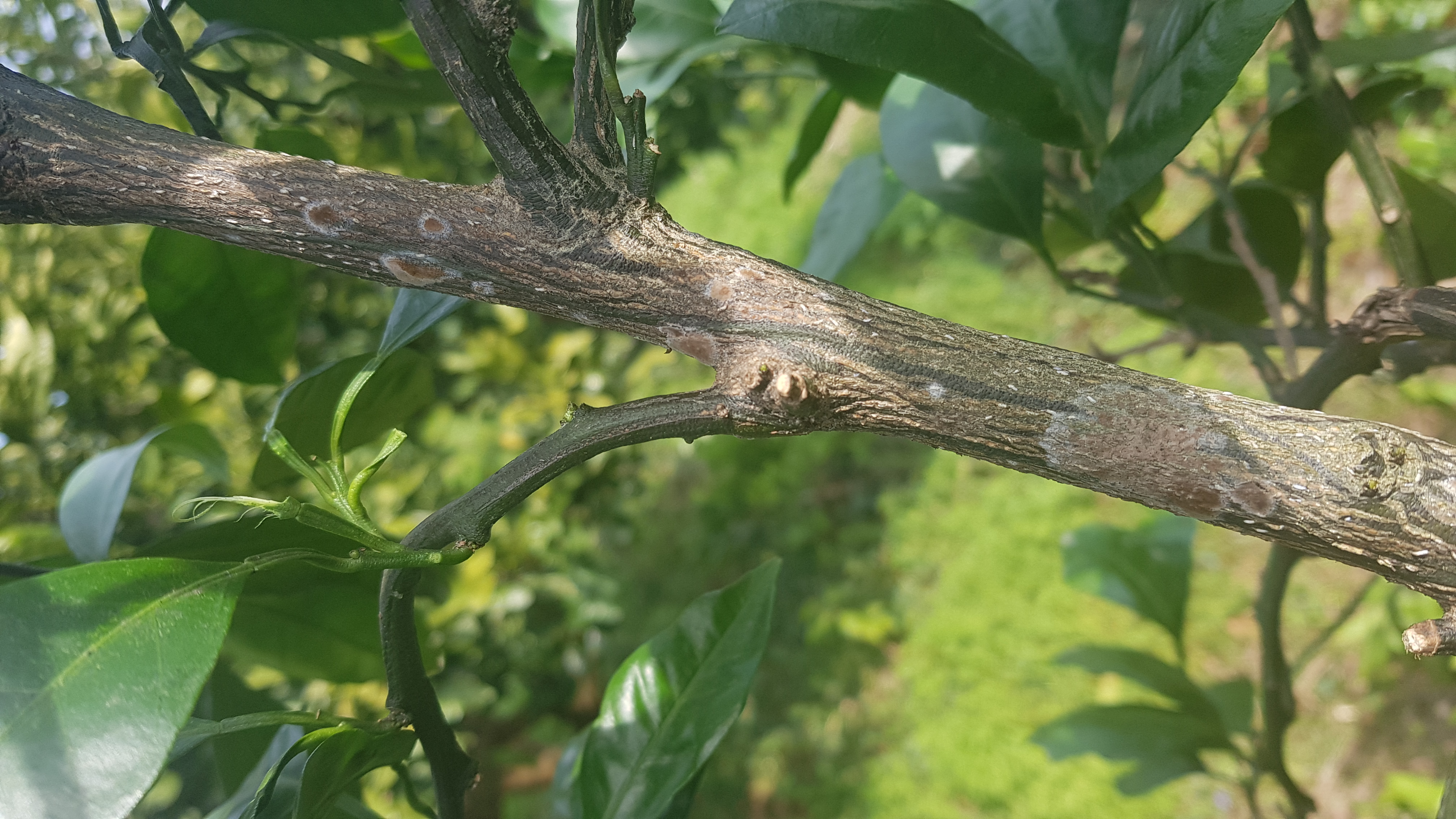 전정하다 본 작은 히끗히끗한 것이 무엇인지 알고 싶습니다.