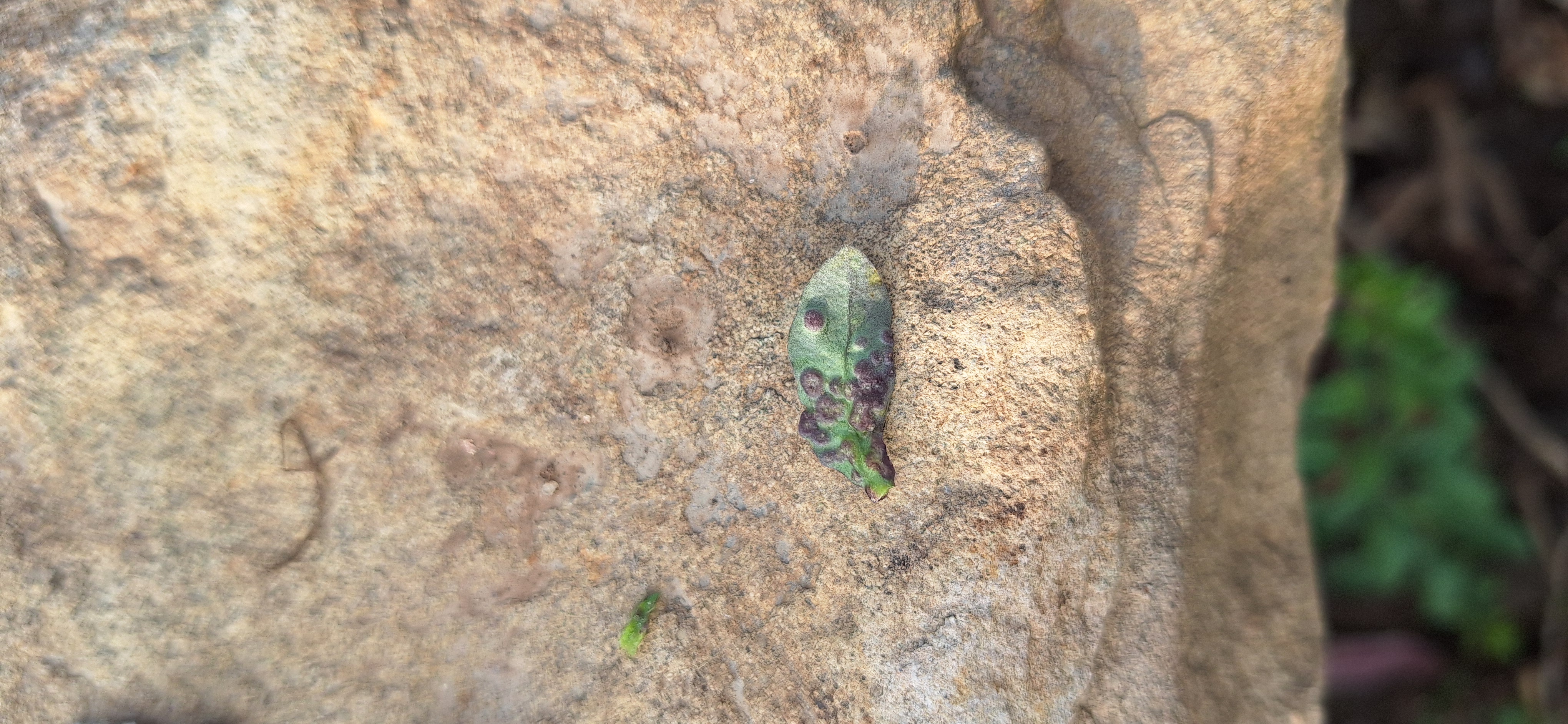 구기자 질병 문의