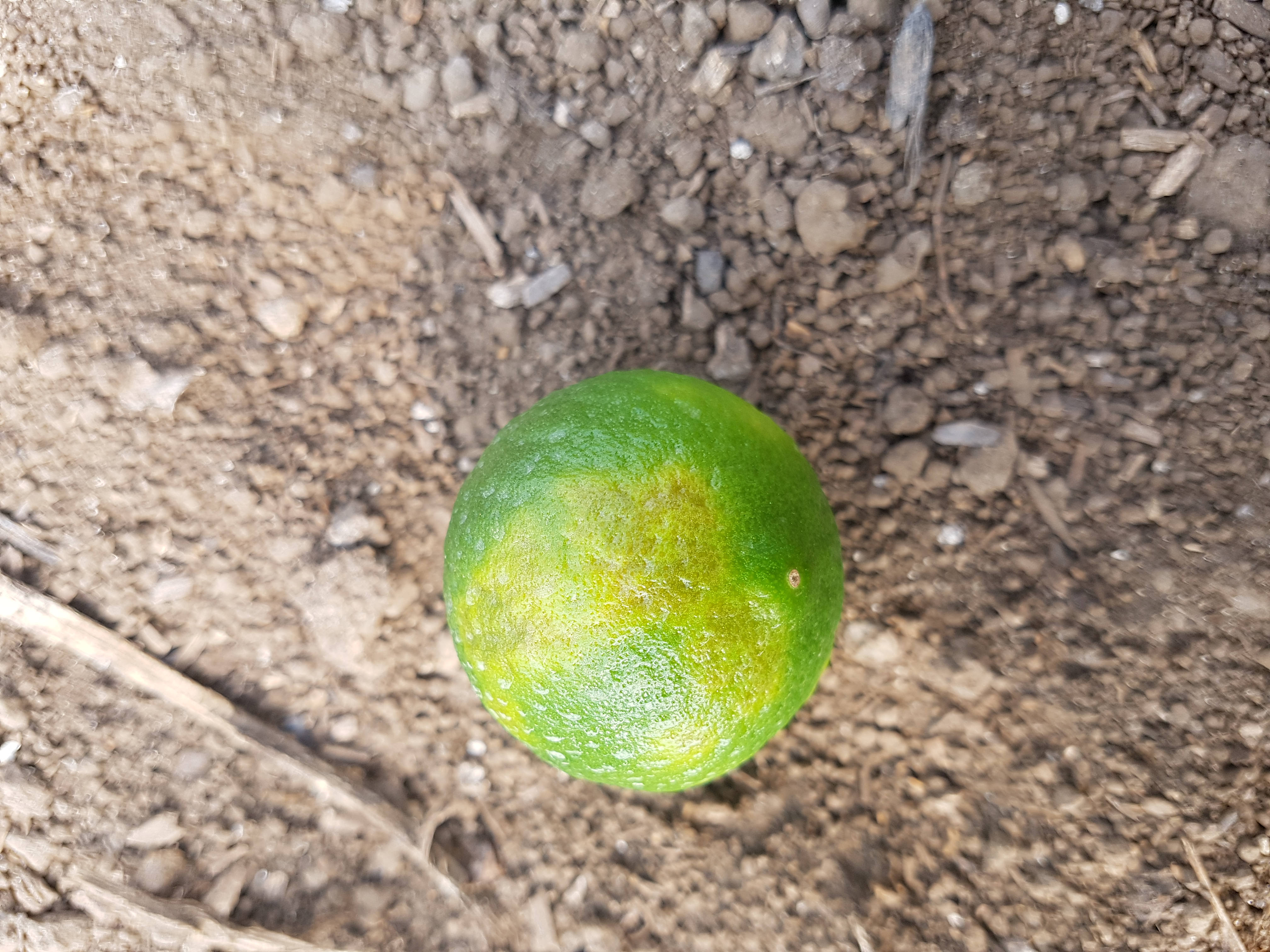 병해충 명밎 원인과 방제방법을 알려주세요(답변바랍니다)