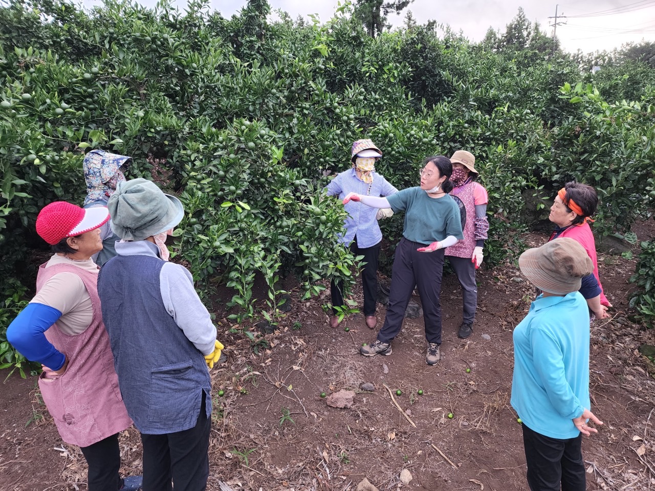  고품질감귤 안정생산을 위한 생활개선회원 열매솎기 수눌음 지도