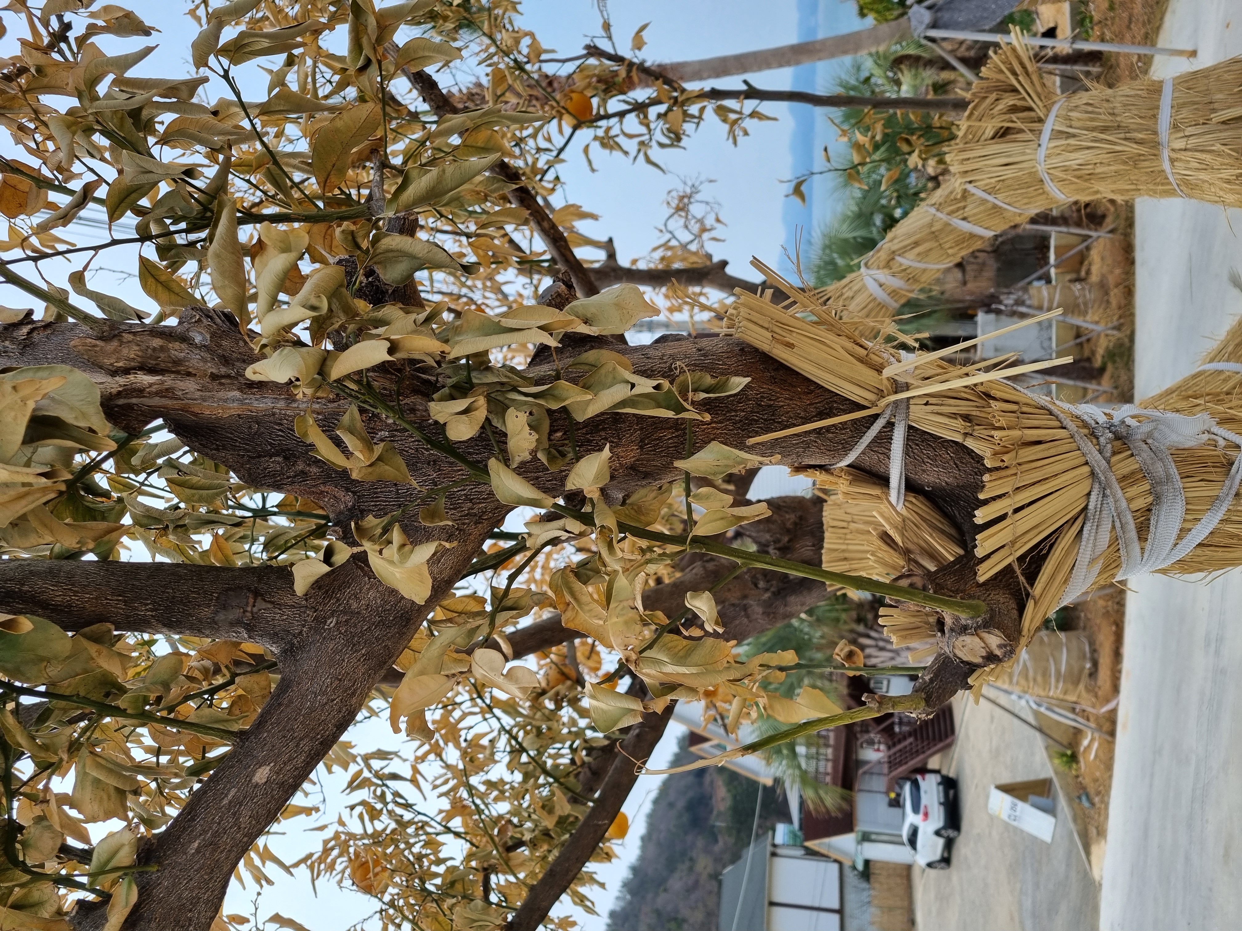 하귤나무를 키우고 있는데요