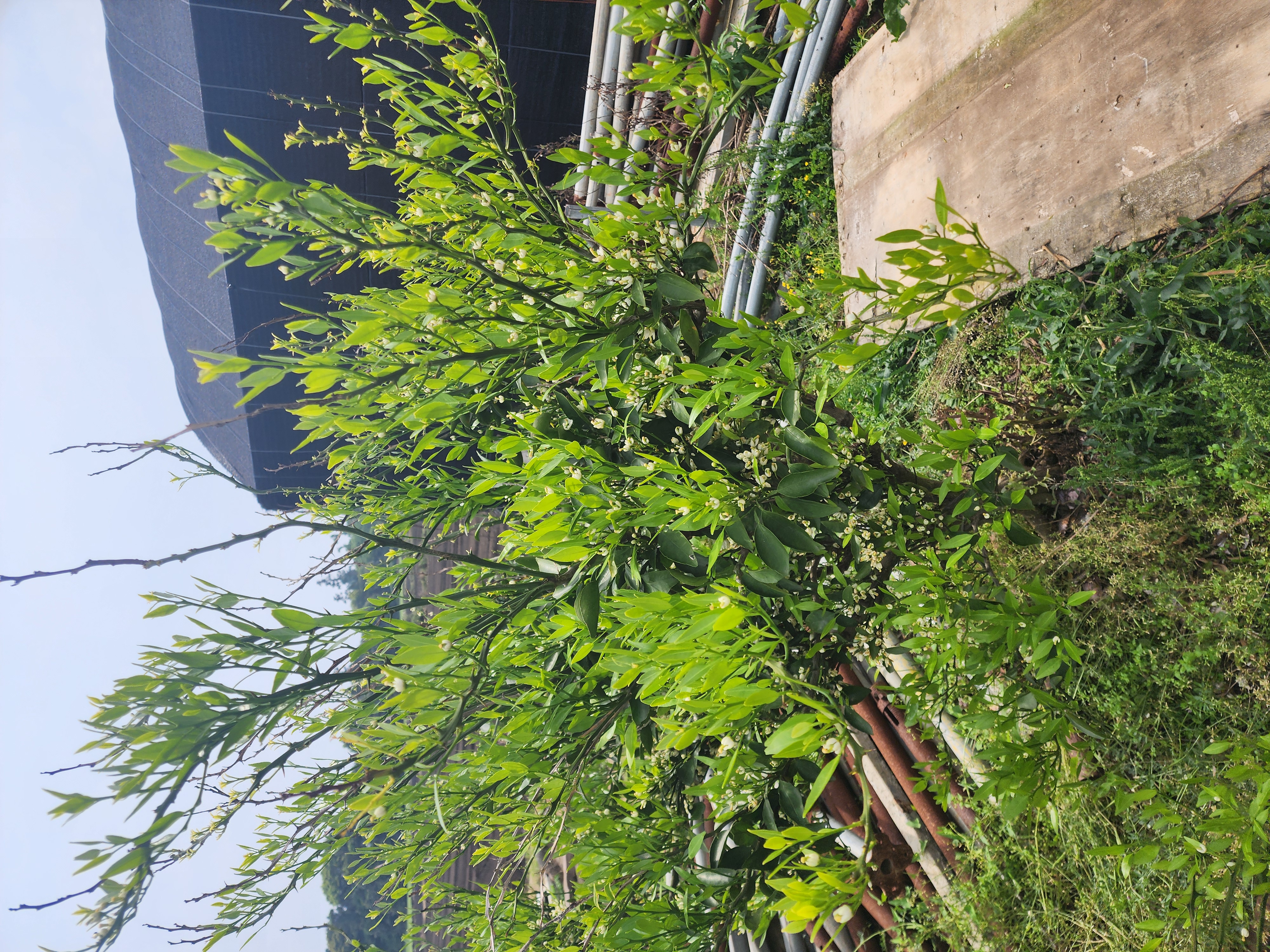 귤나무 품종 문의