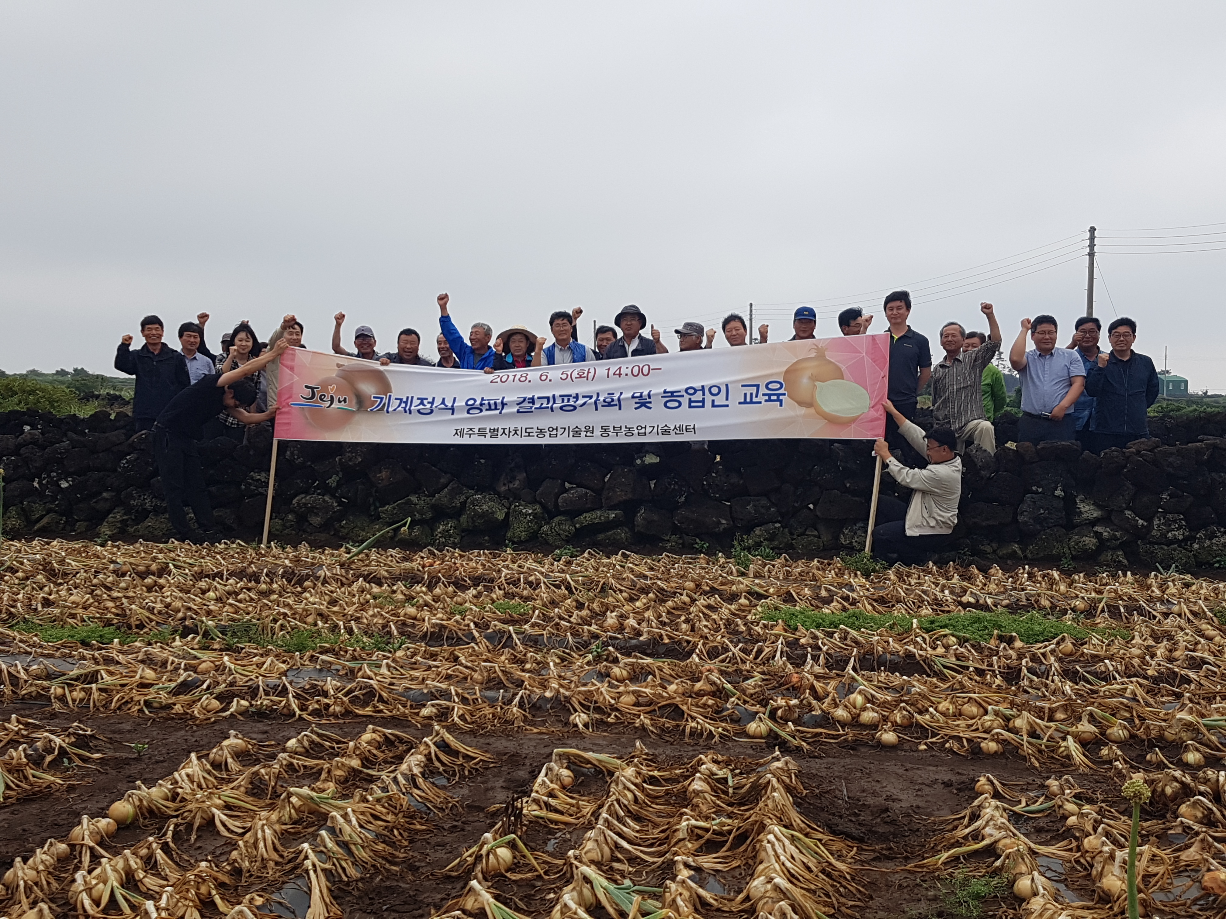 [밭작물] 기계정식 양파 결과평가회 및 농업인 교육