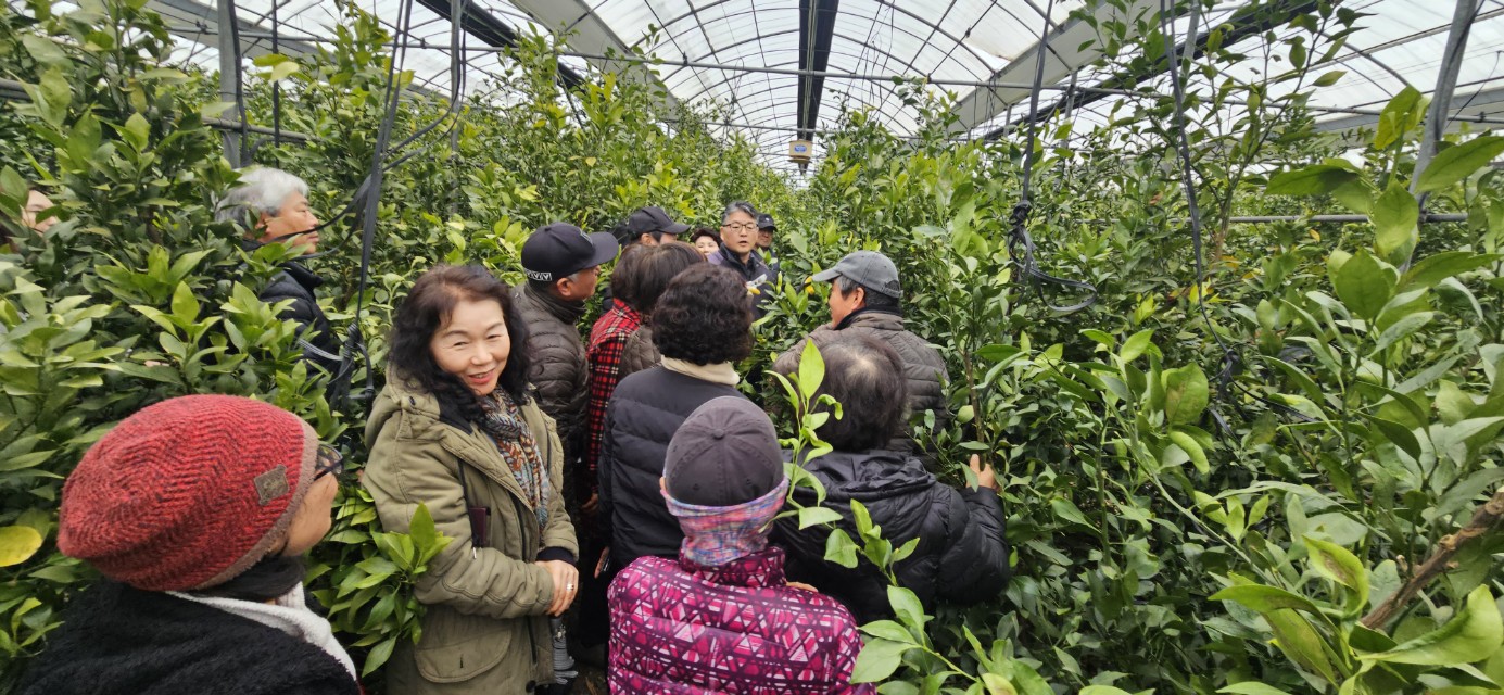 2026년 감귤류 정지. 전정 기술교육 추진 - 2회차