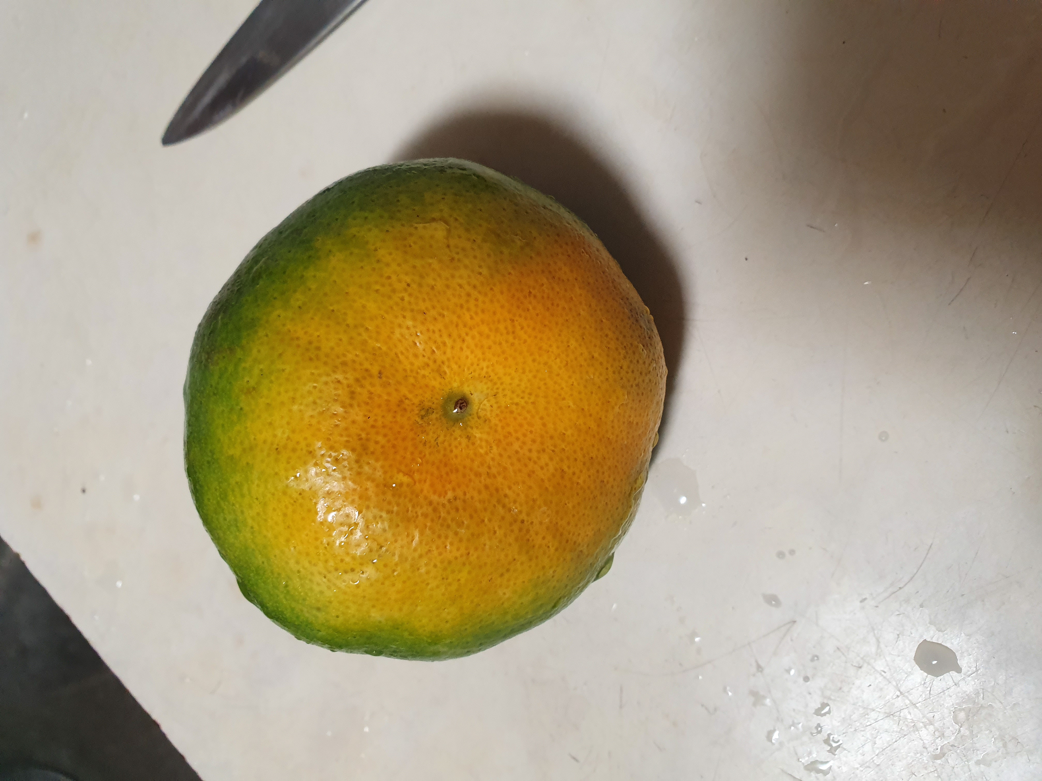 레드향 붕소결핍인가요?