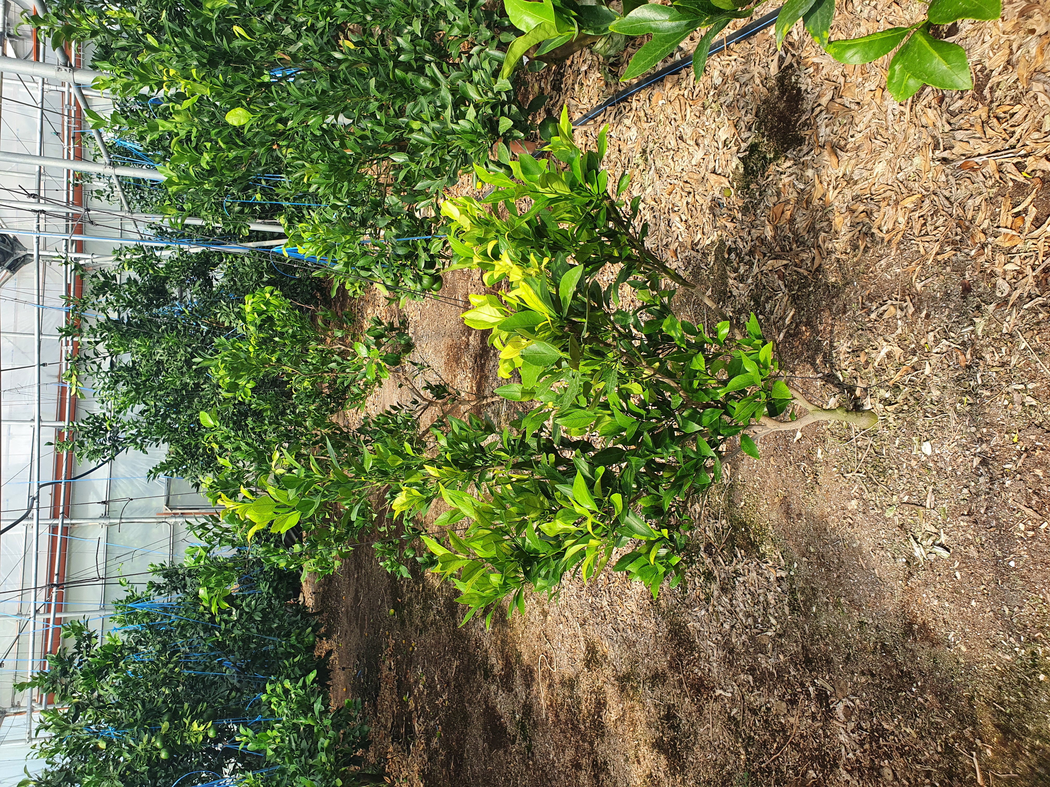 레드향 새순관련 문의