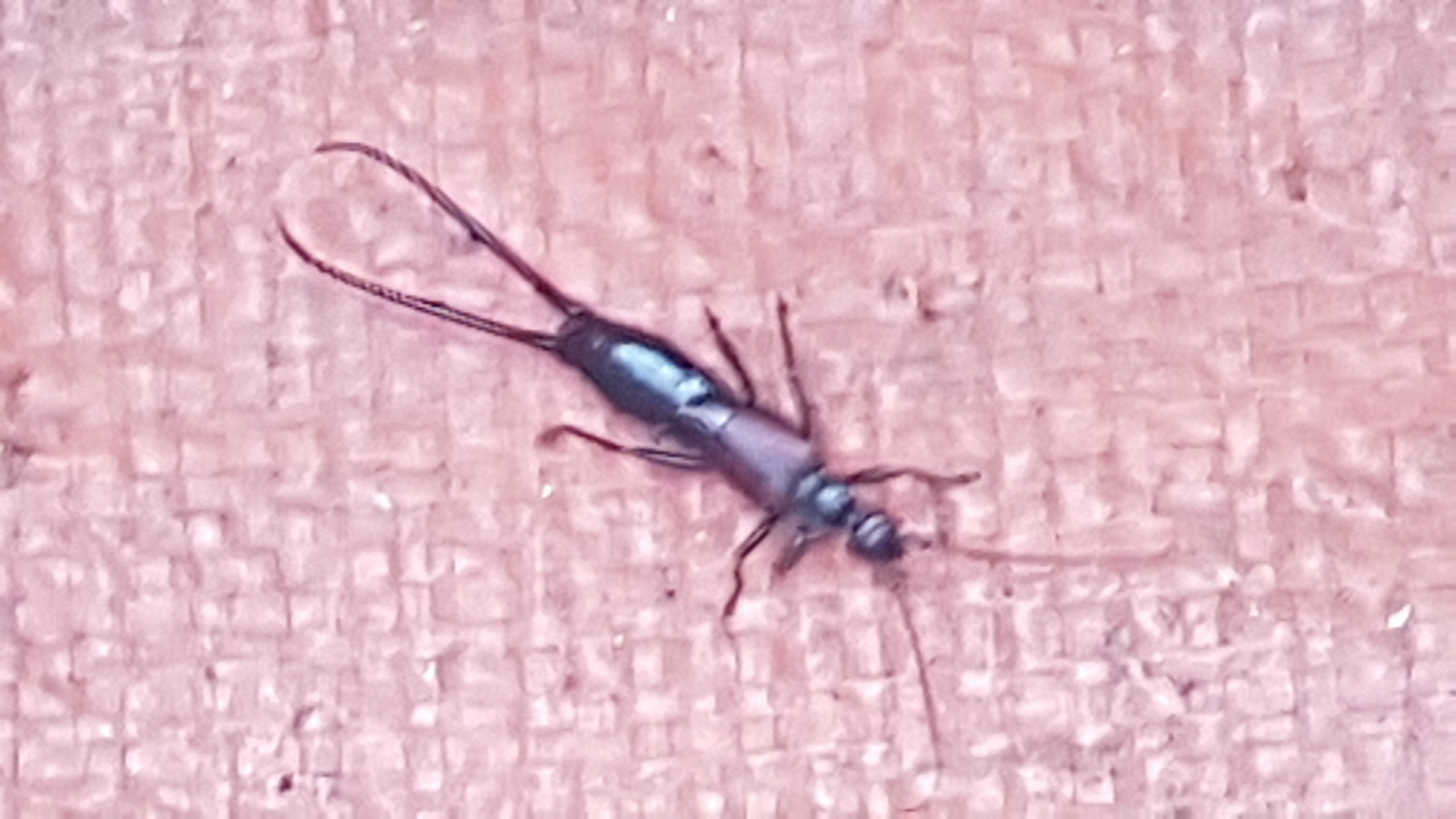 무슨벌레인가요?