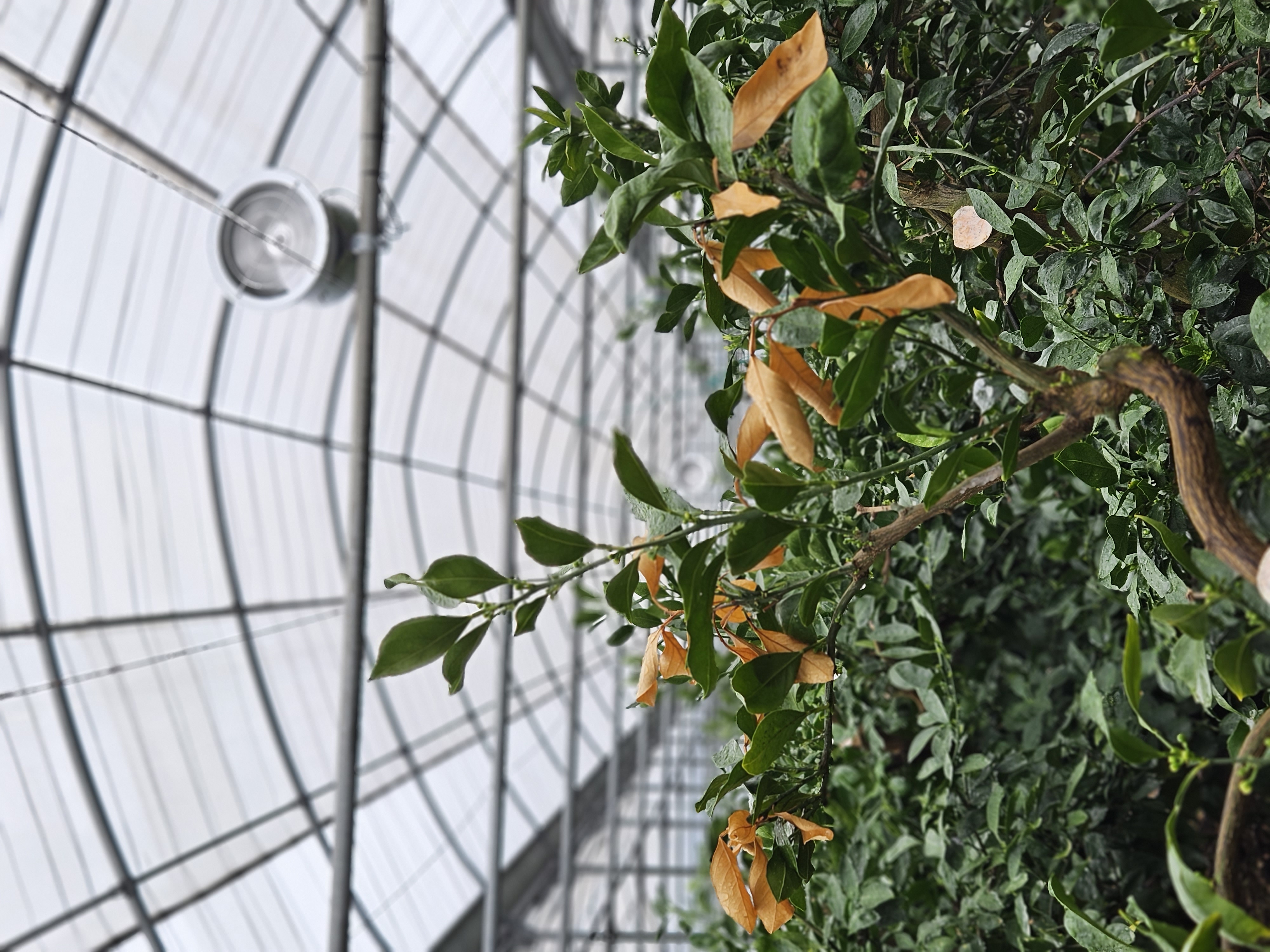 비가림하우스, 잎이 노랗게