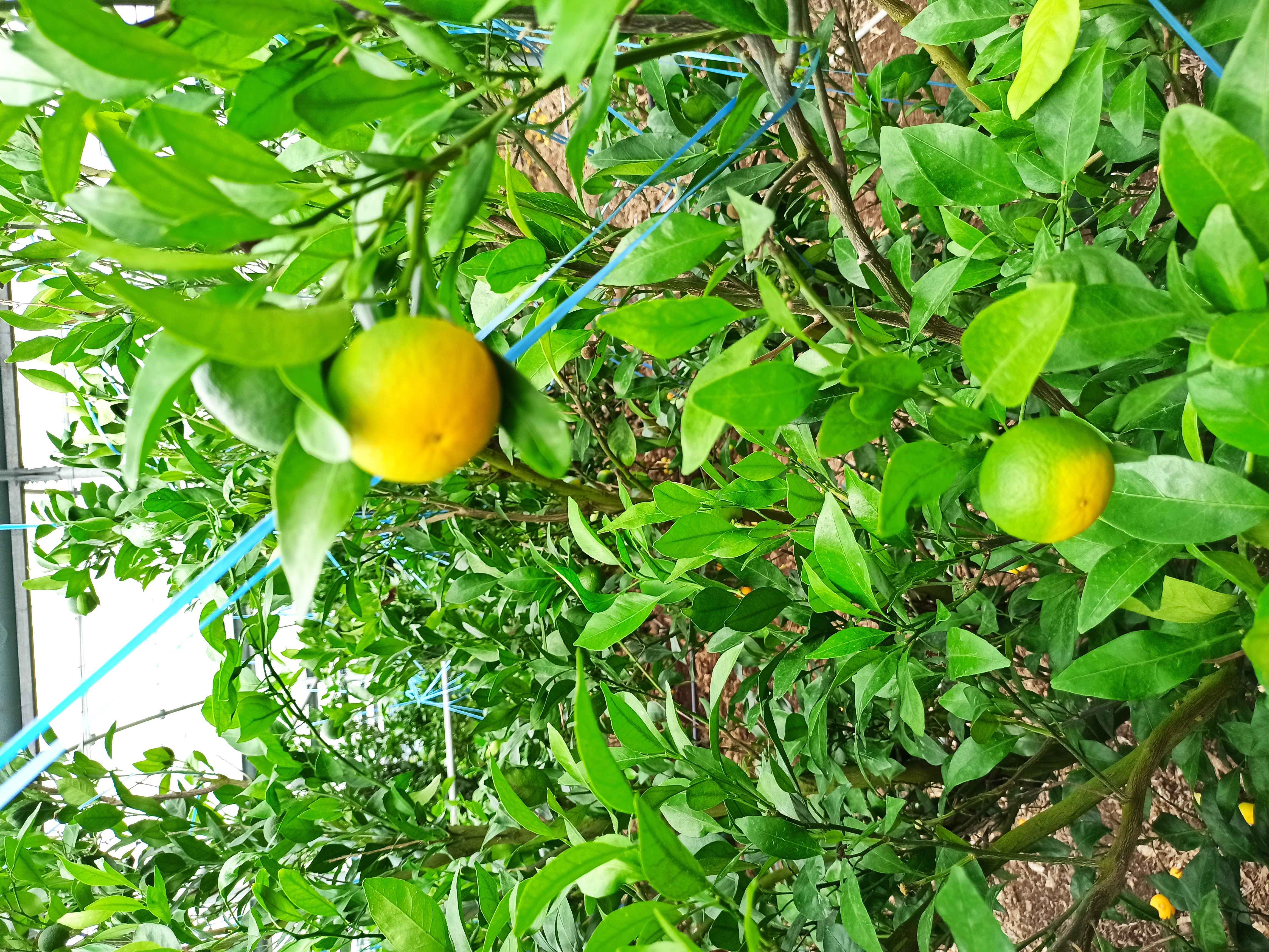 레드향 낙과 이유?