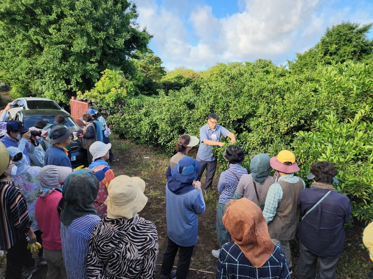 고품질감귤 안정생산을 위한 생활개선회원 열매솎기 수눌음 지도