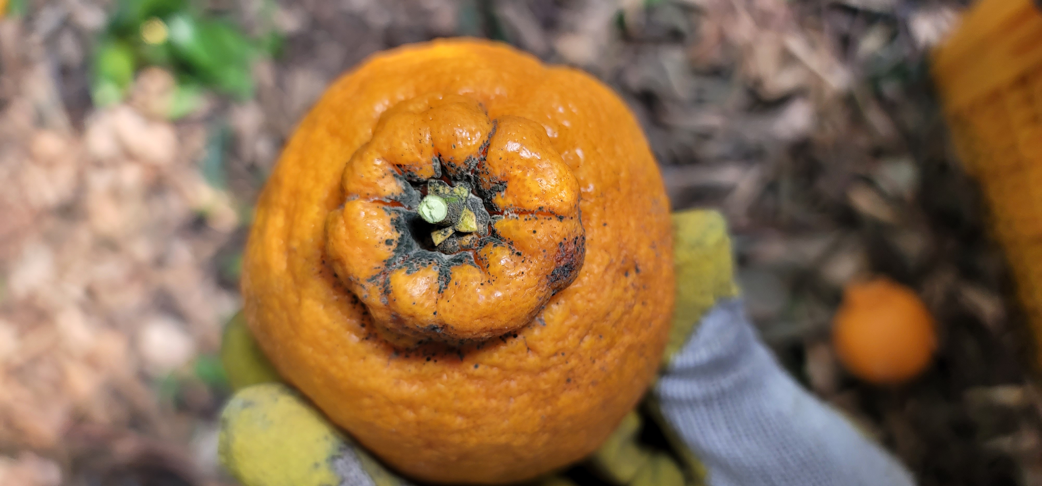 한라봉 병충해관련 문의