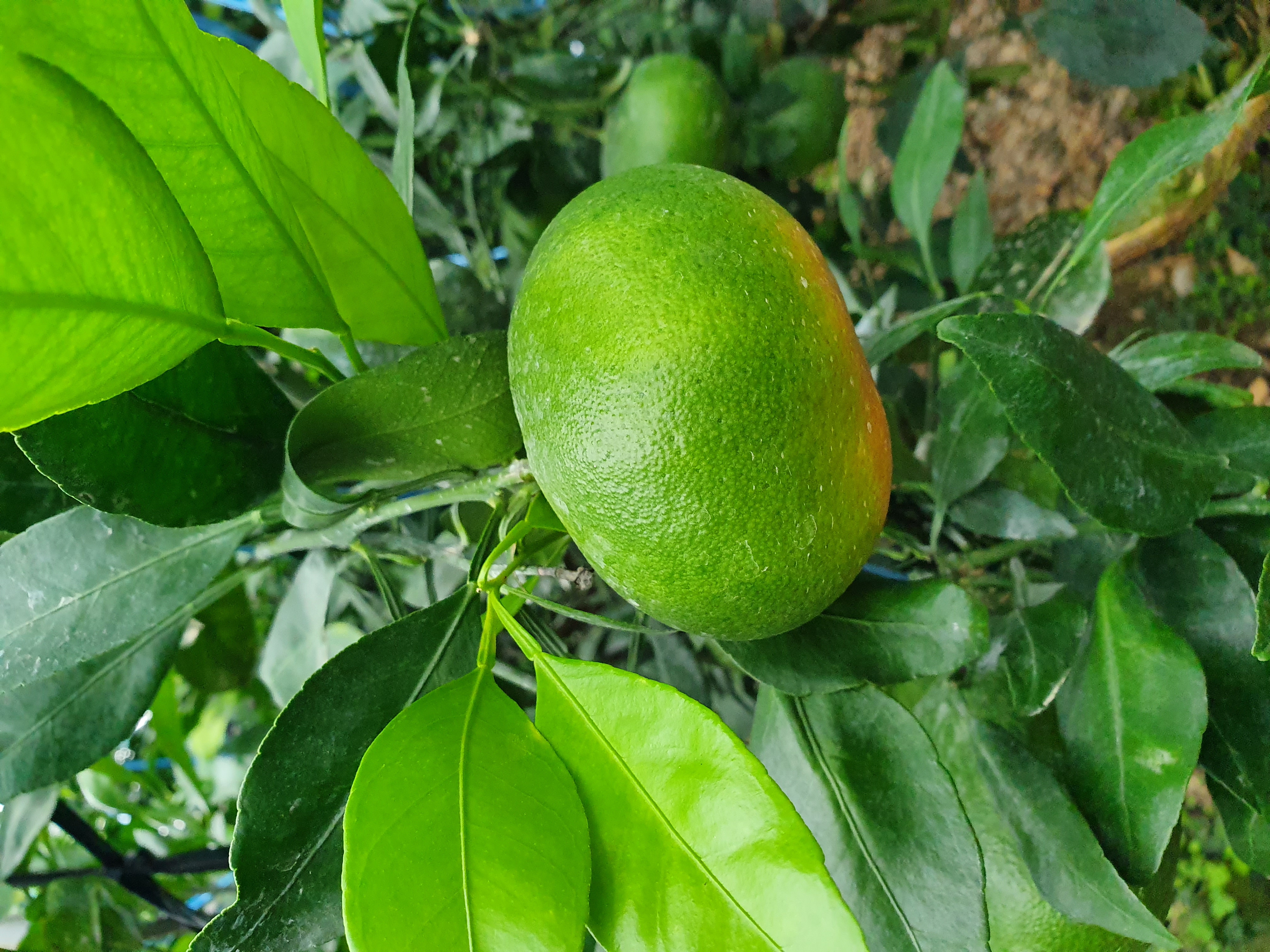 레드향 붕소결핍인가요?