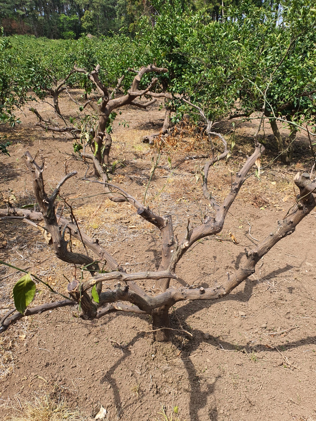 노지감귤 죽은건가요???