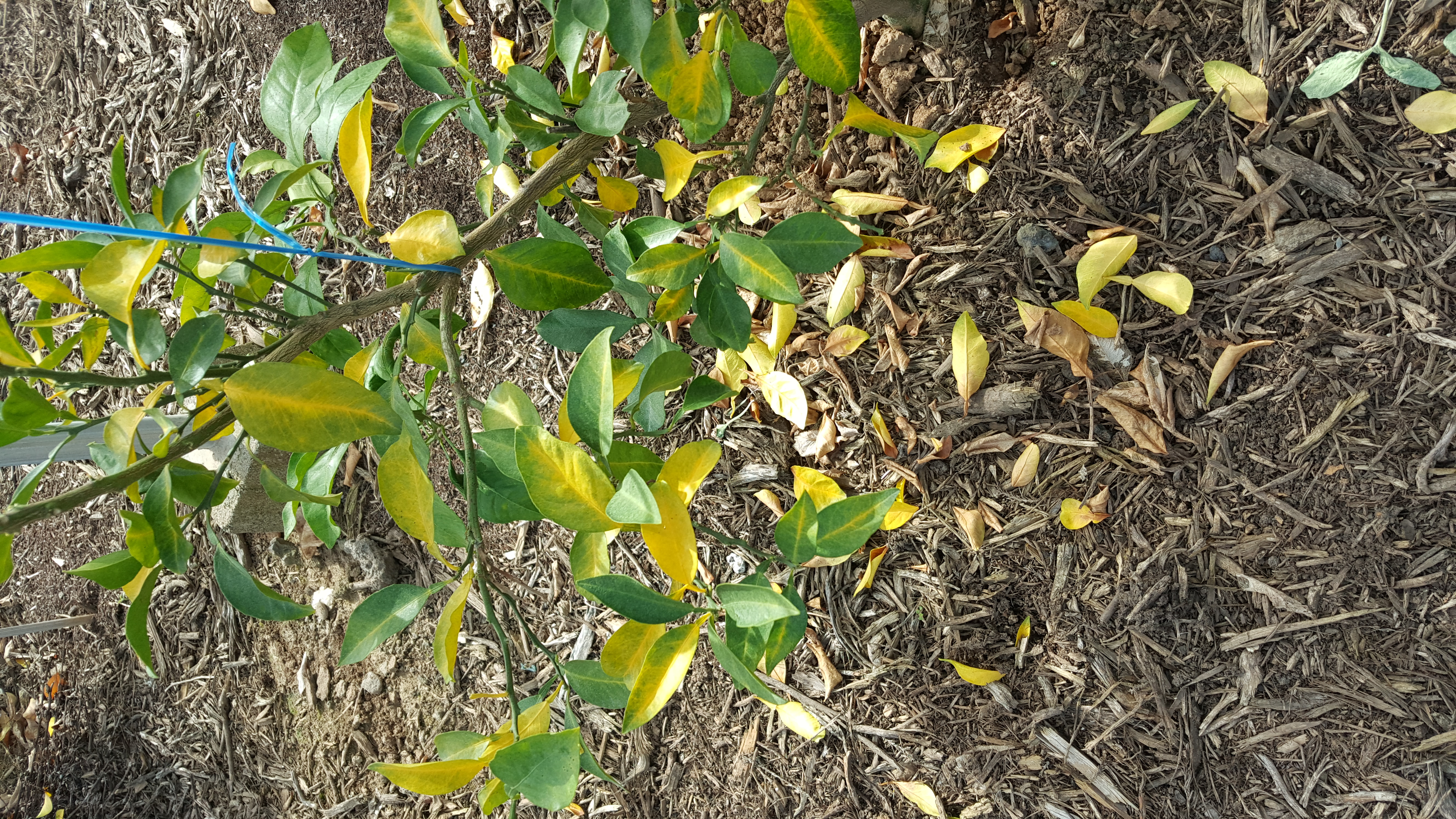 황금향 상담입니다