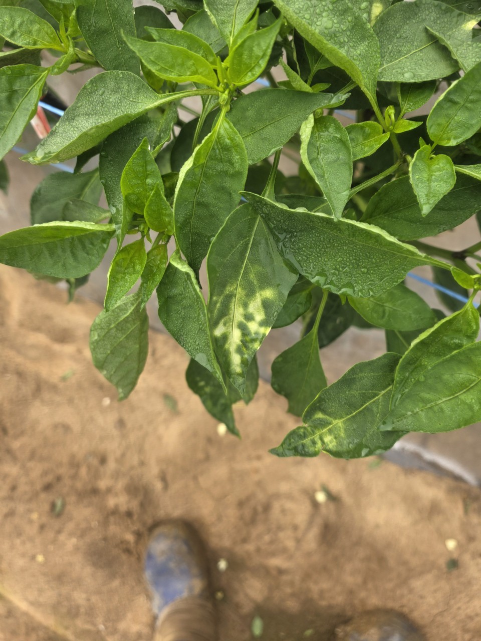 고추 잎 색깔이 바이러스에 감염된 건지 궁금합니다.