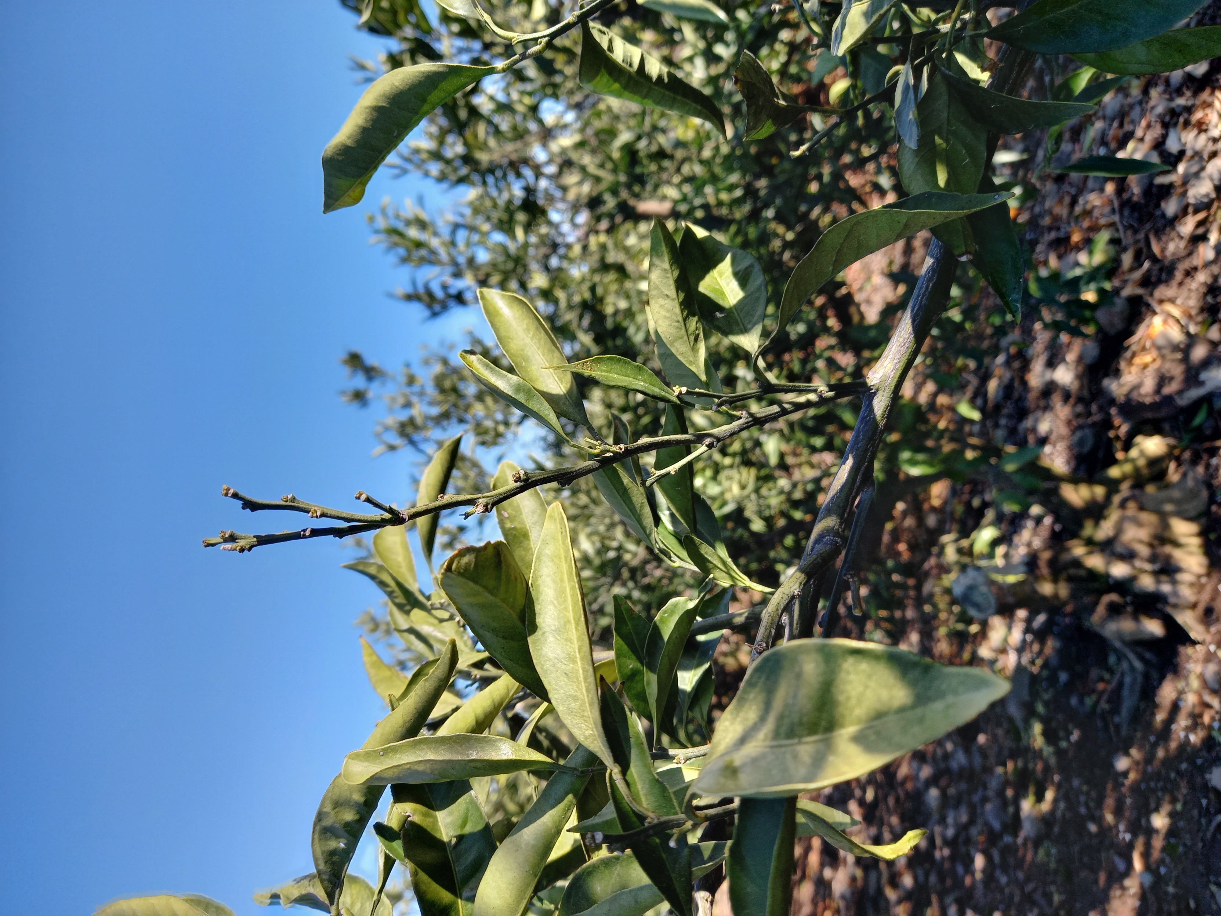 감귤나무 전정에 관해서~