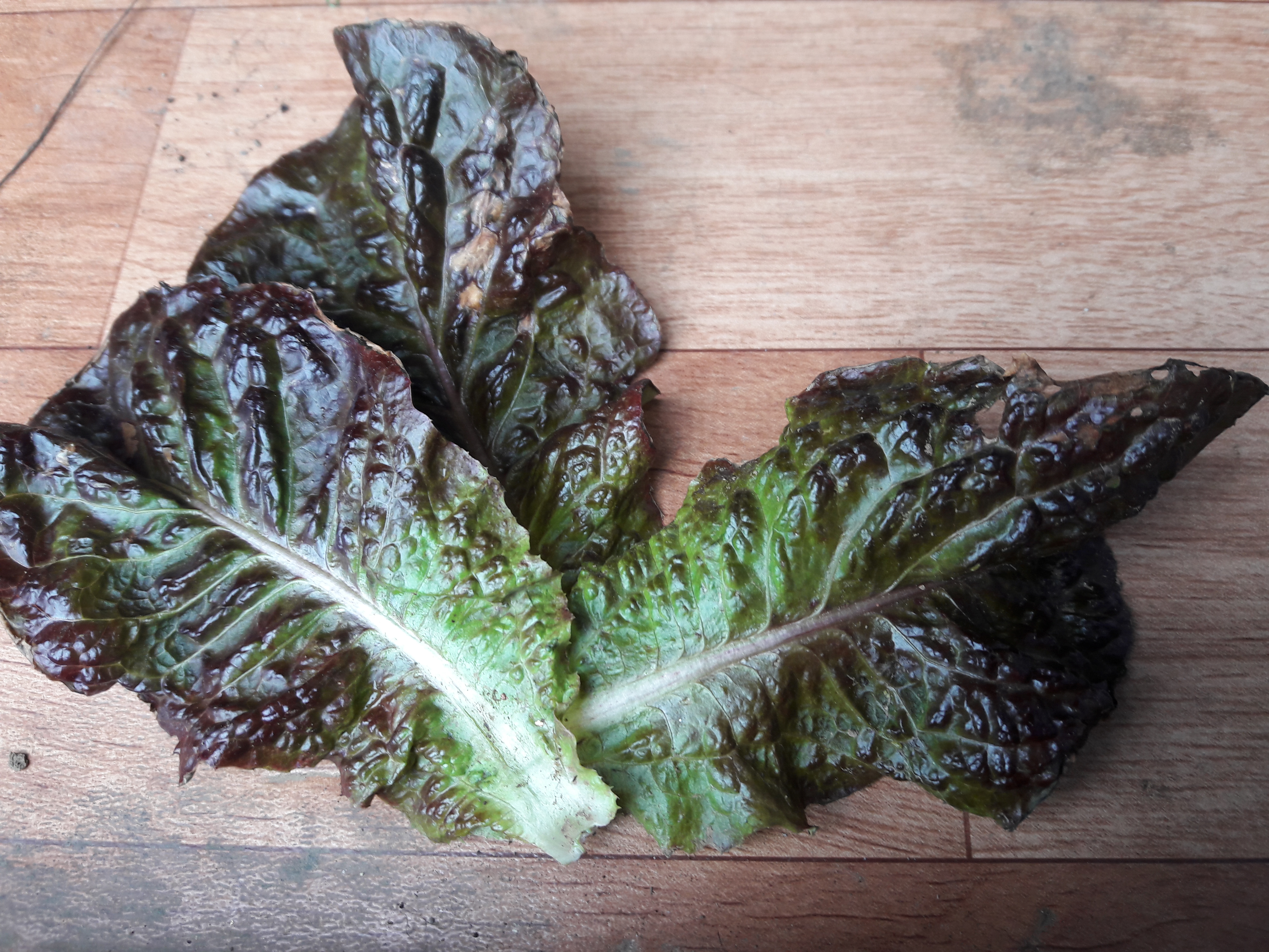 상추 병충해에 대하여