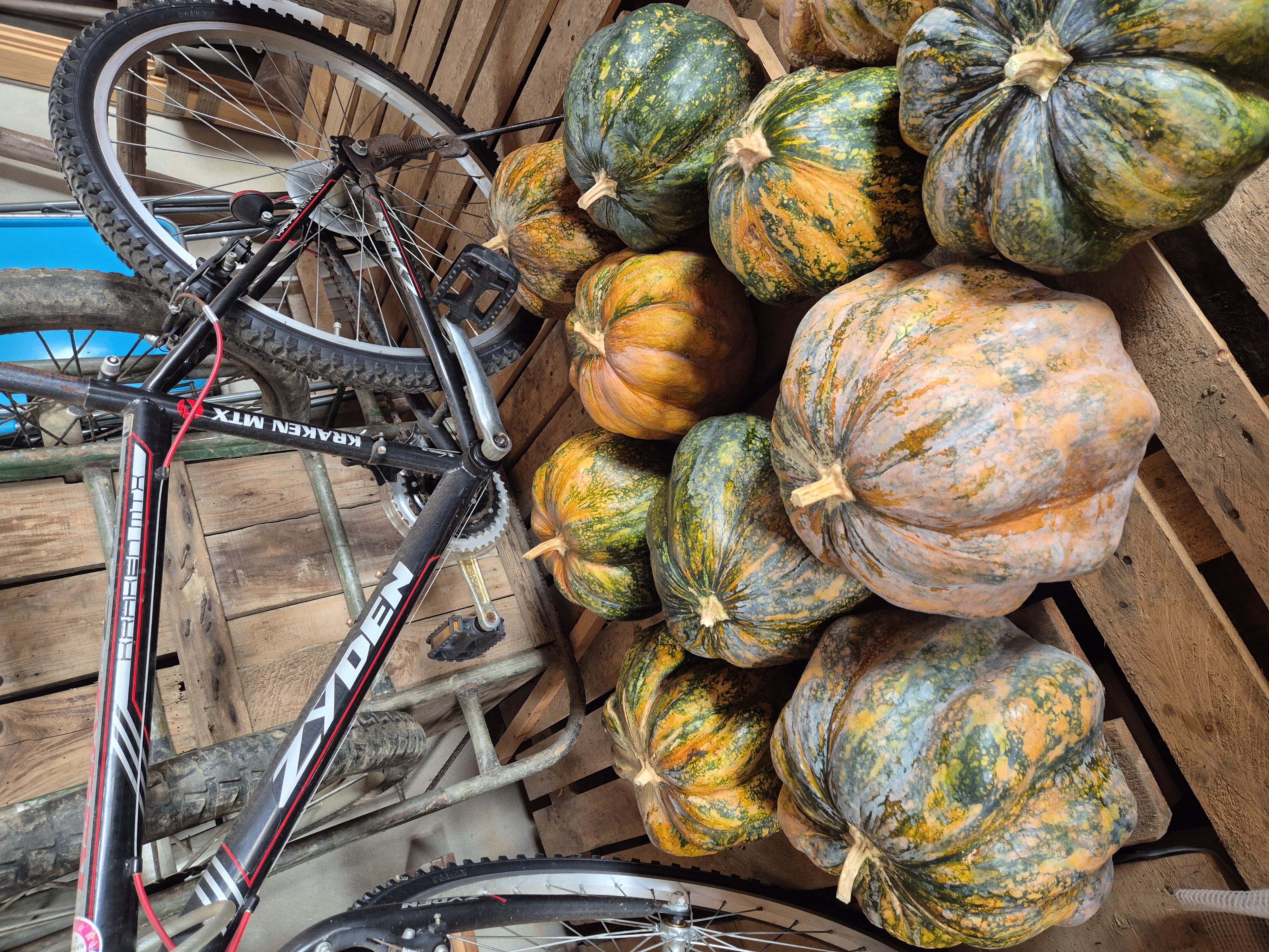 호박 종류나 이름 알려주세요