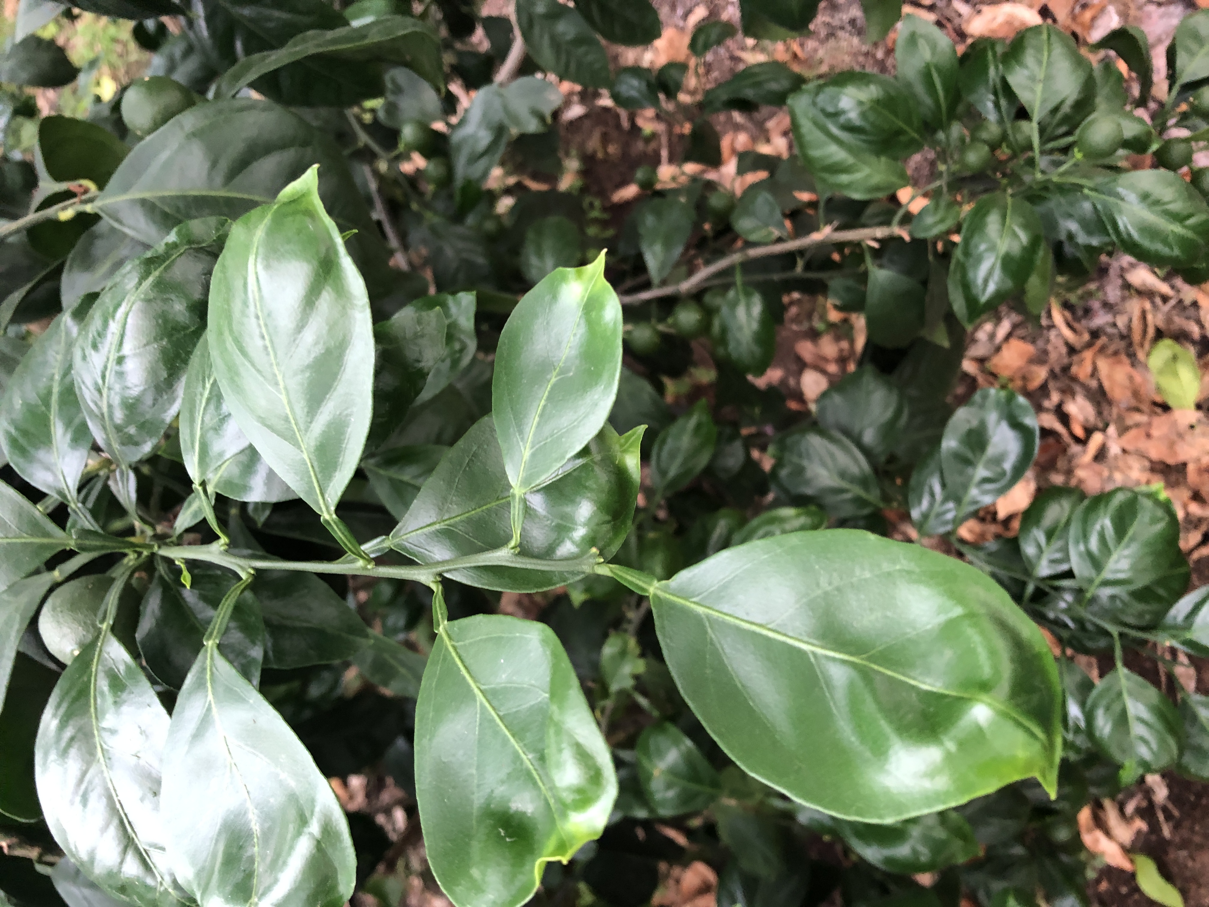 감귤잎 상태 문의