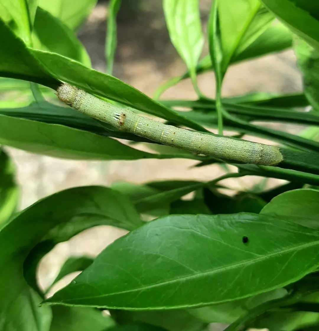 비가림하우스(월동) 귤, 새순 벌레