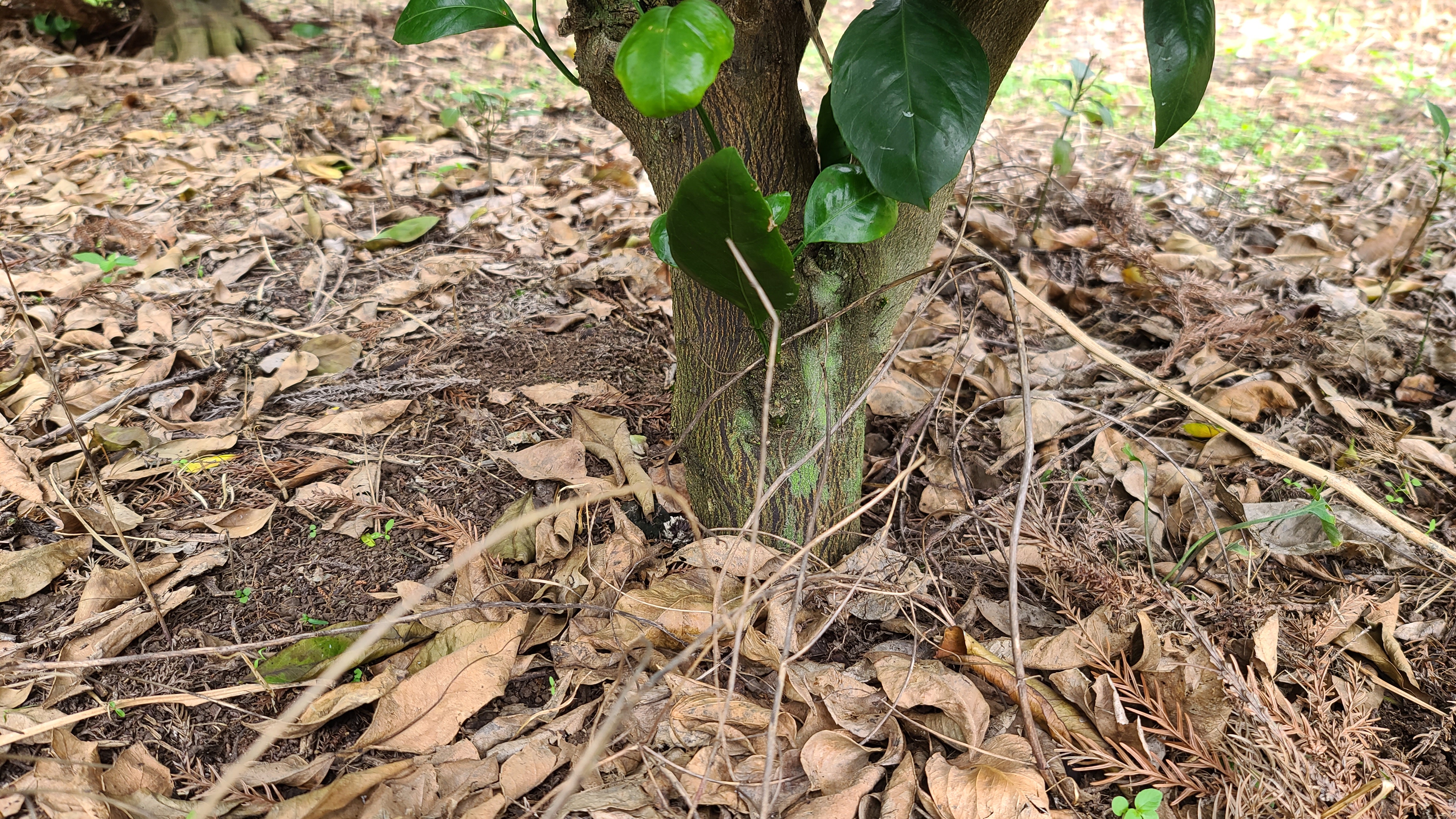 병충해 확인 요청