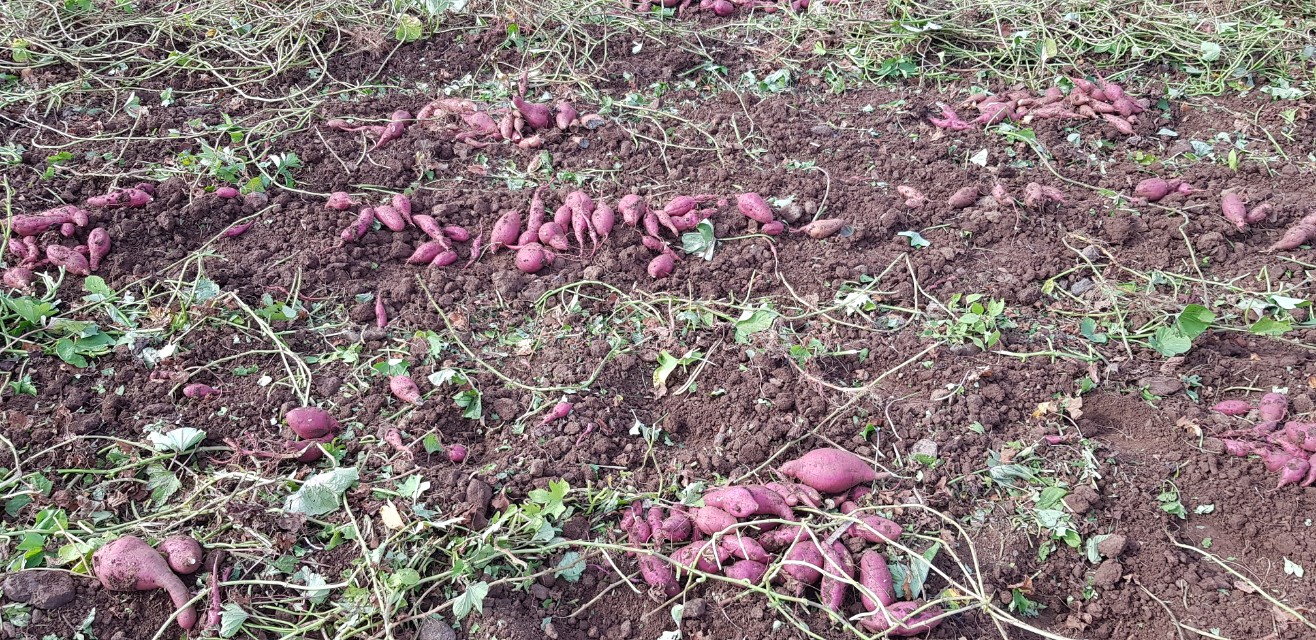 신규농업인 기초영농심화교육