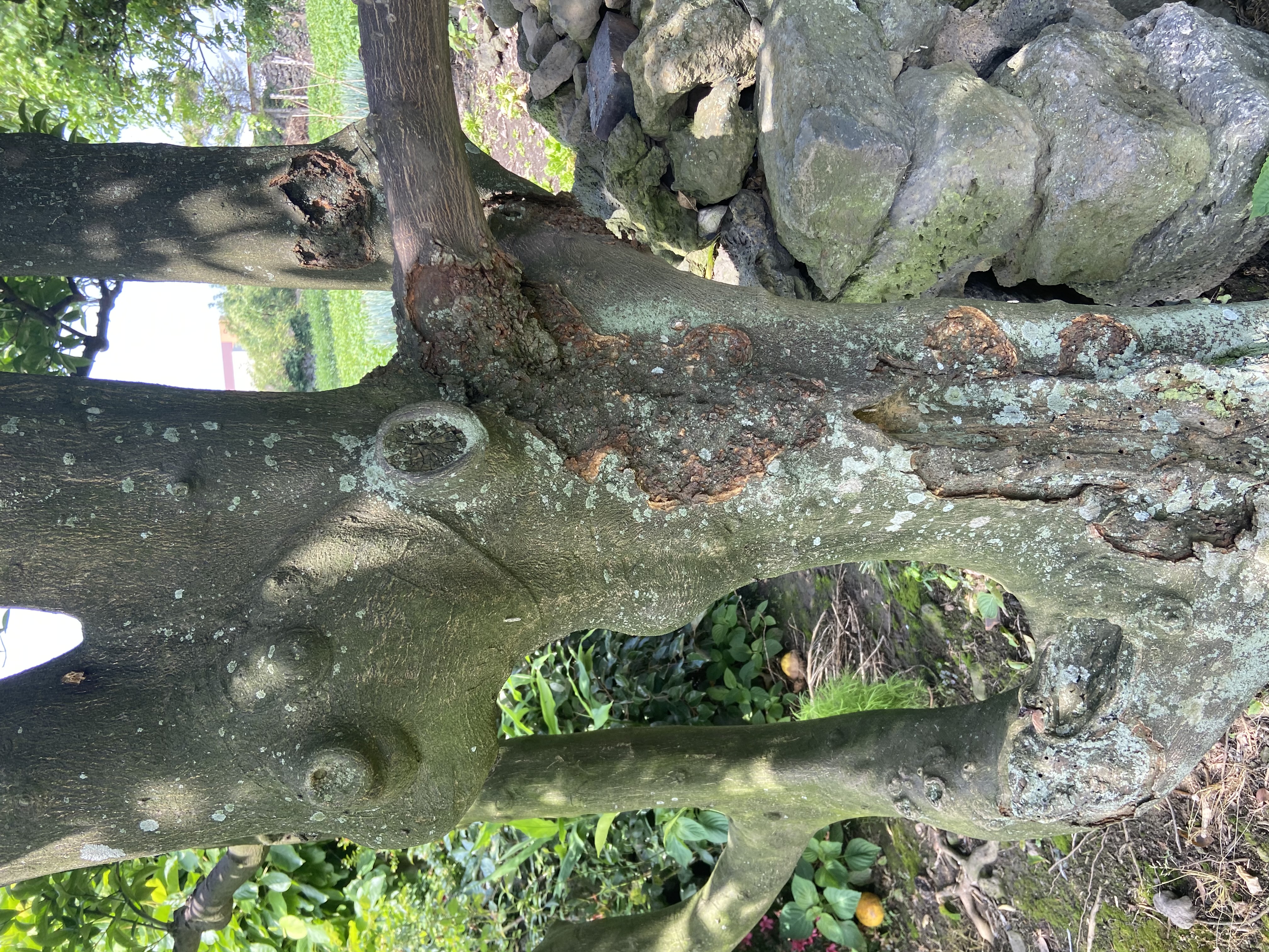 하귤나무 밑둥에 생긴 병에 대한 치료 방법?