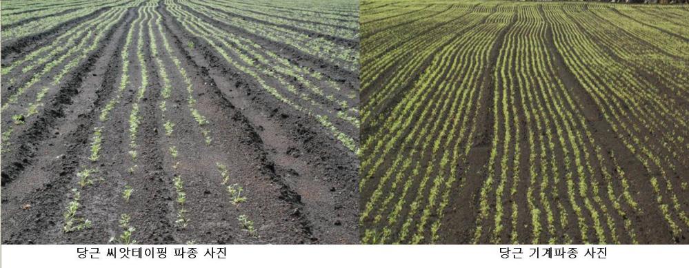 당근 파종후 발아 비교