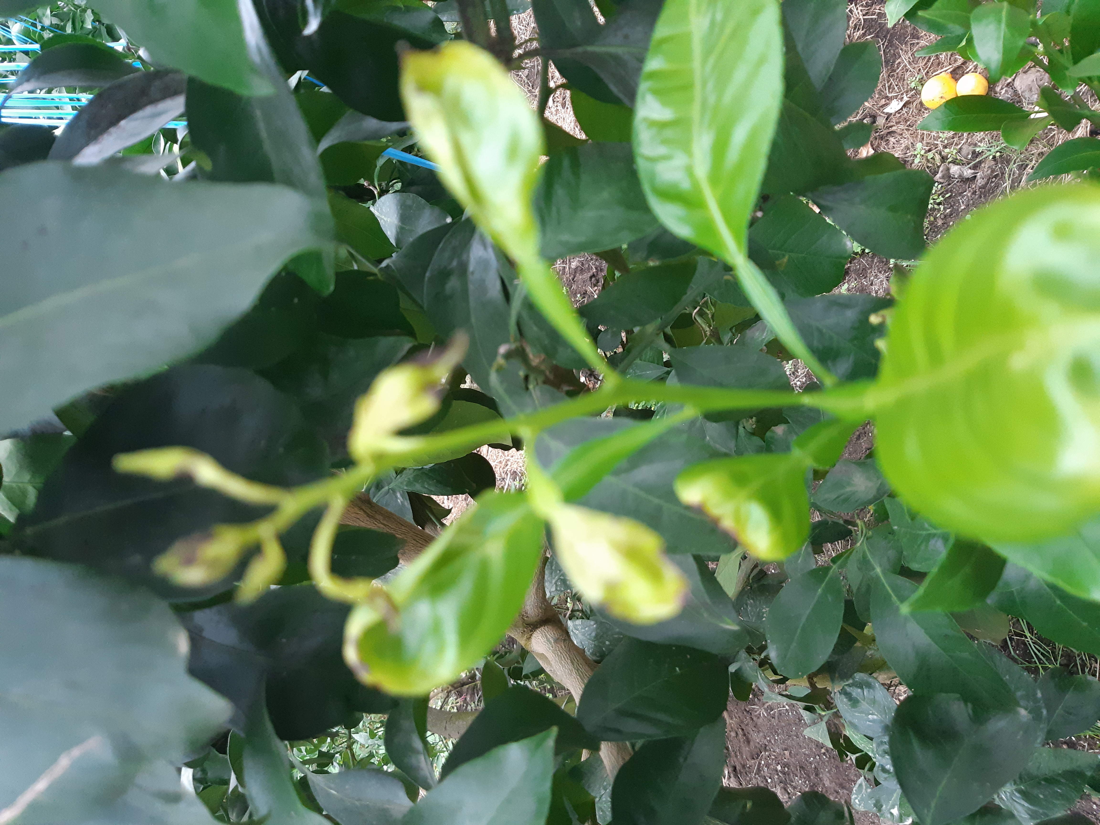 레드향 묘목 증상