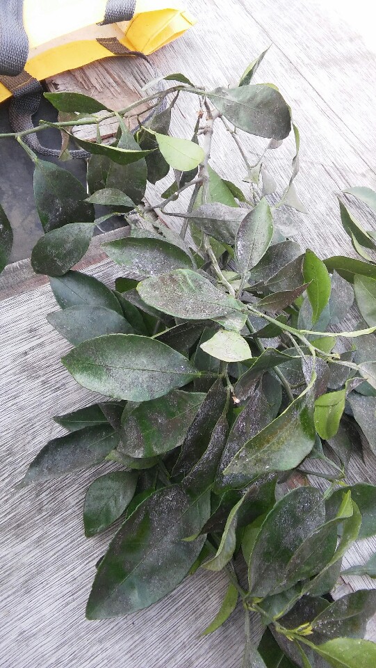 한라봉하우스병충해해결방법