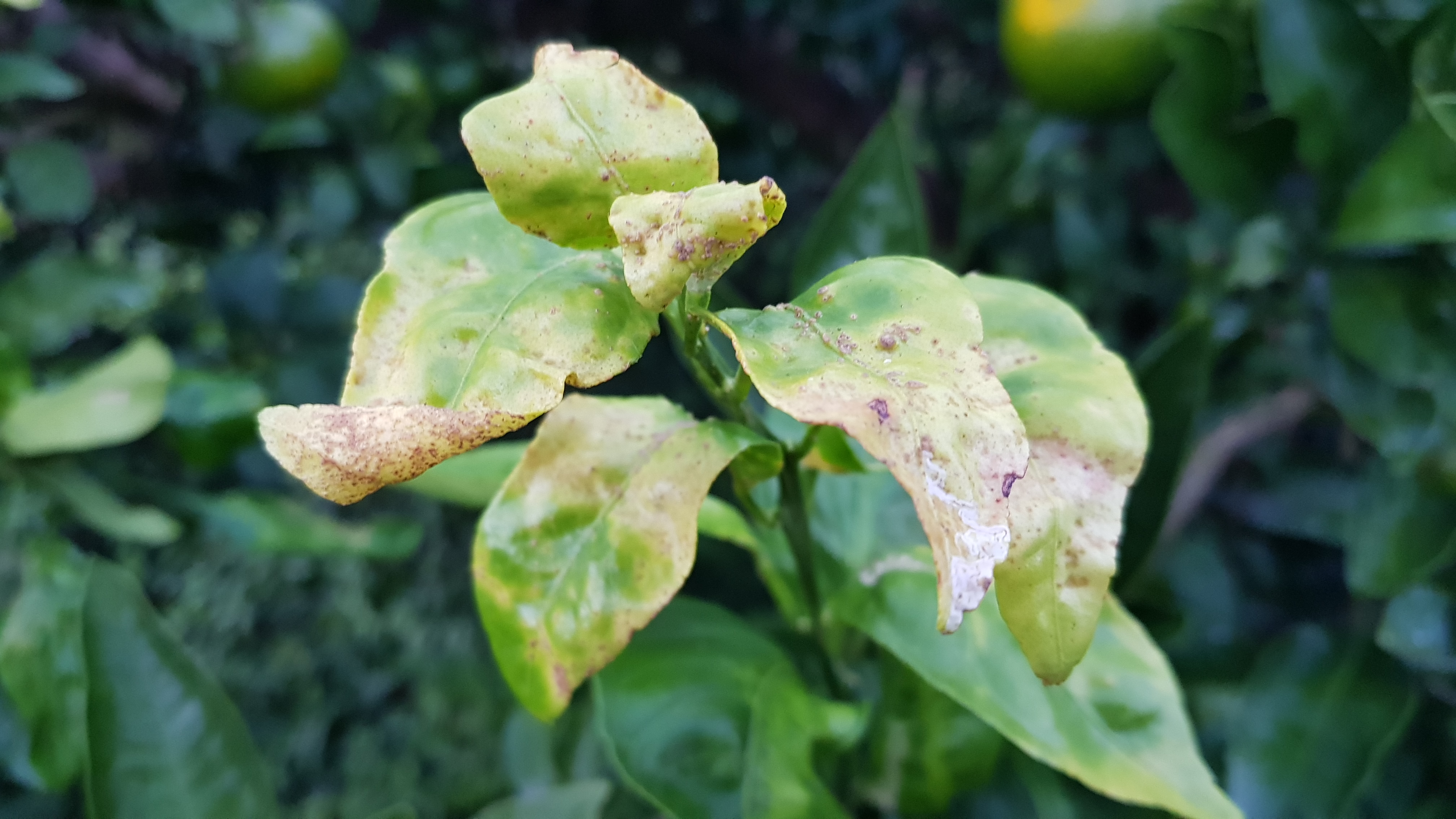 감귤나무 새순이 자란 부분이 이렇게 병들었어요.