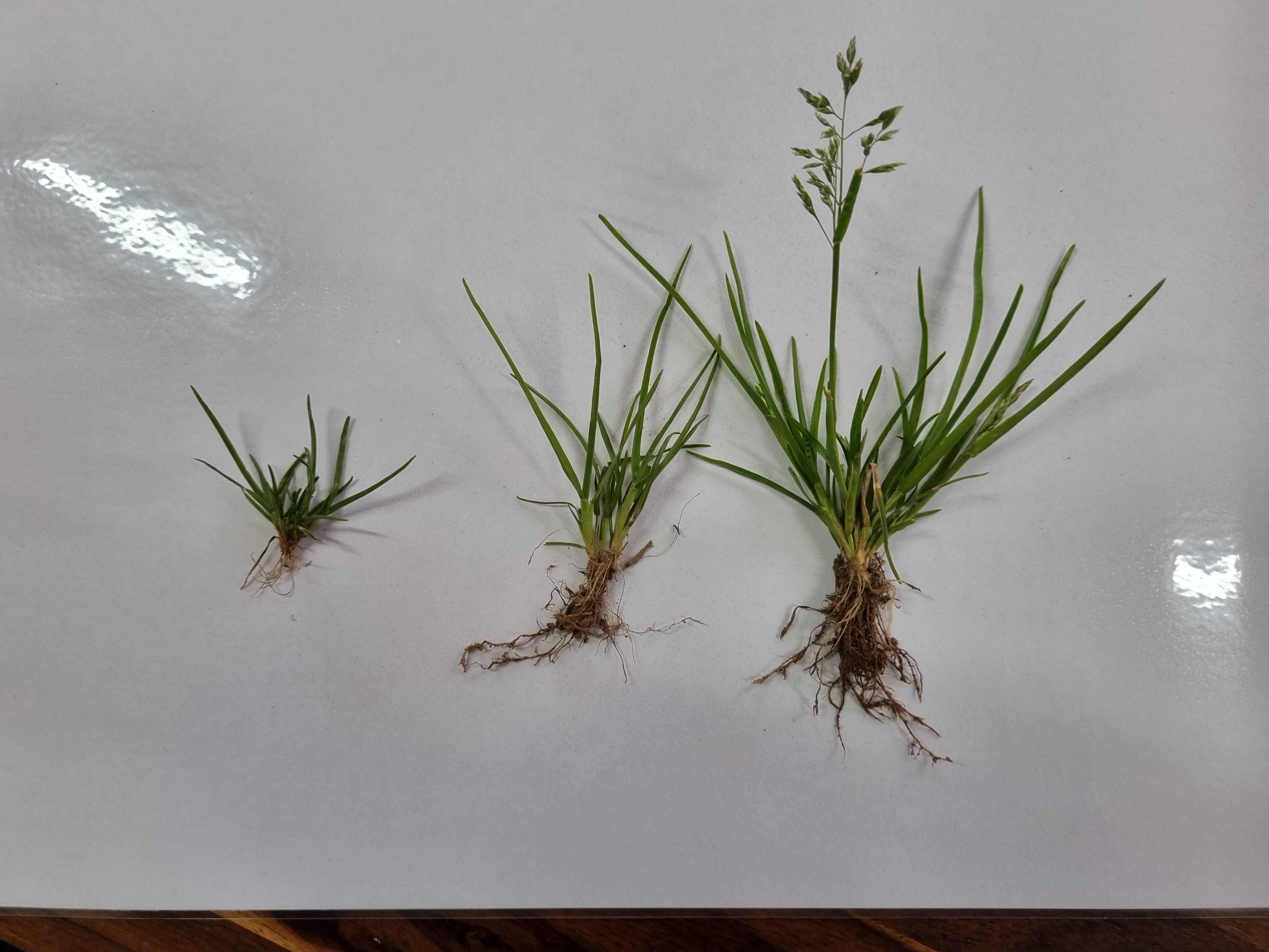 잡초 이름과 제거을 위한 제초제 추천