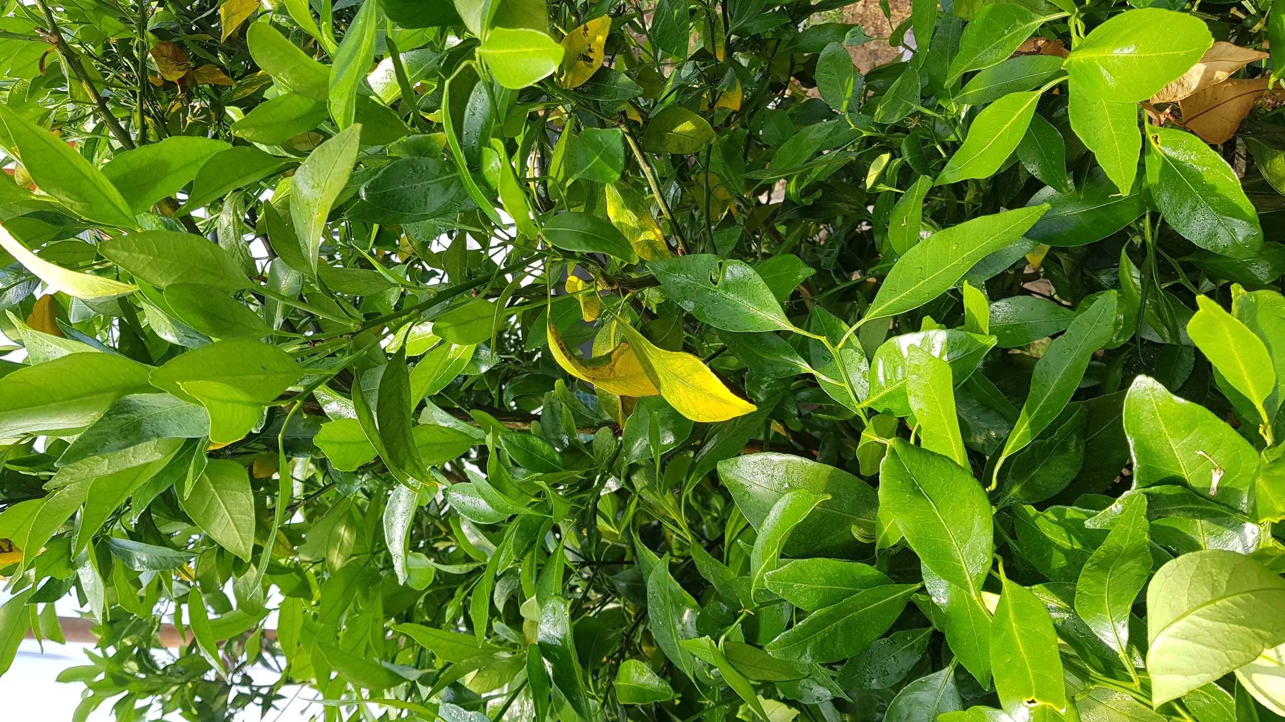 레드향나무관련