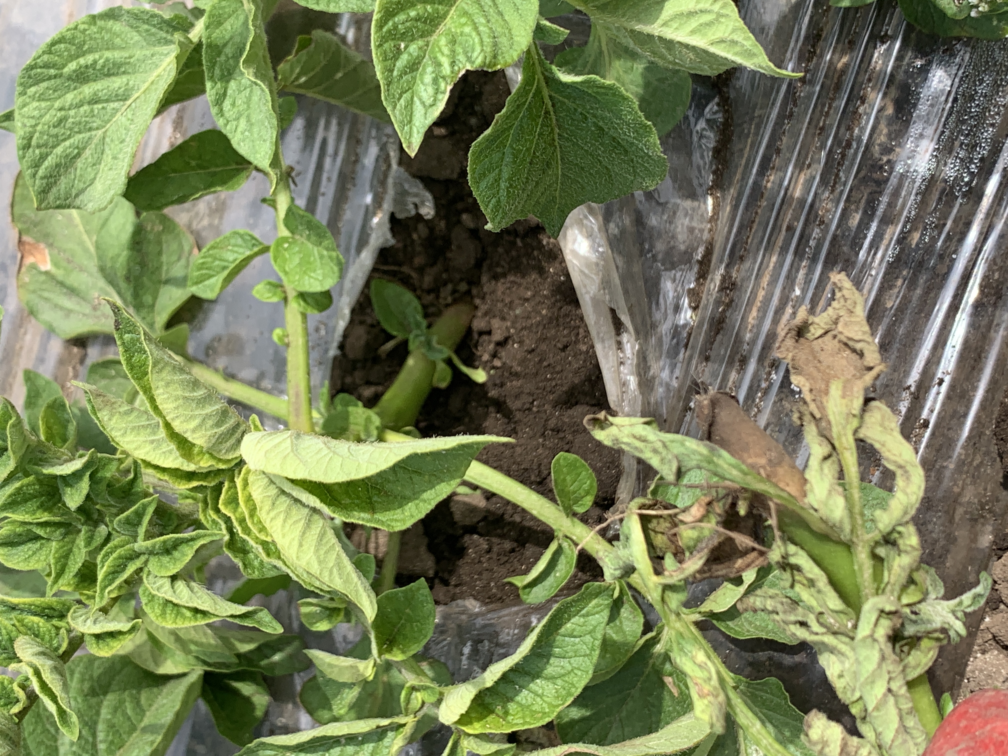 밭작물 관련 몇가지 문의글 올립니다.