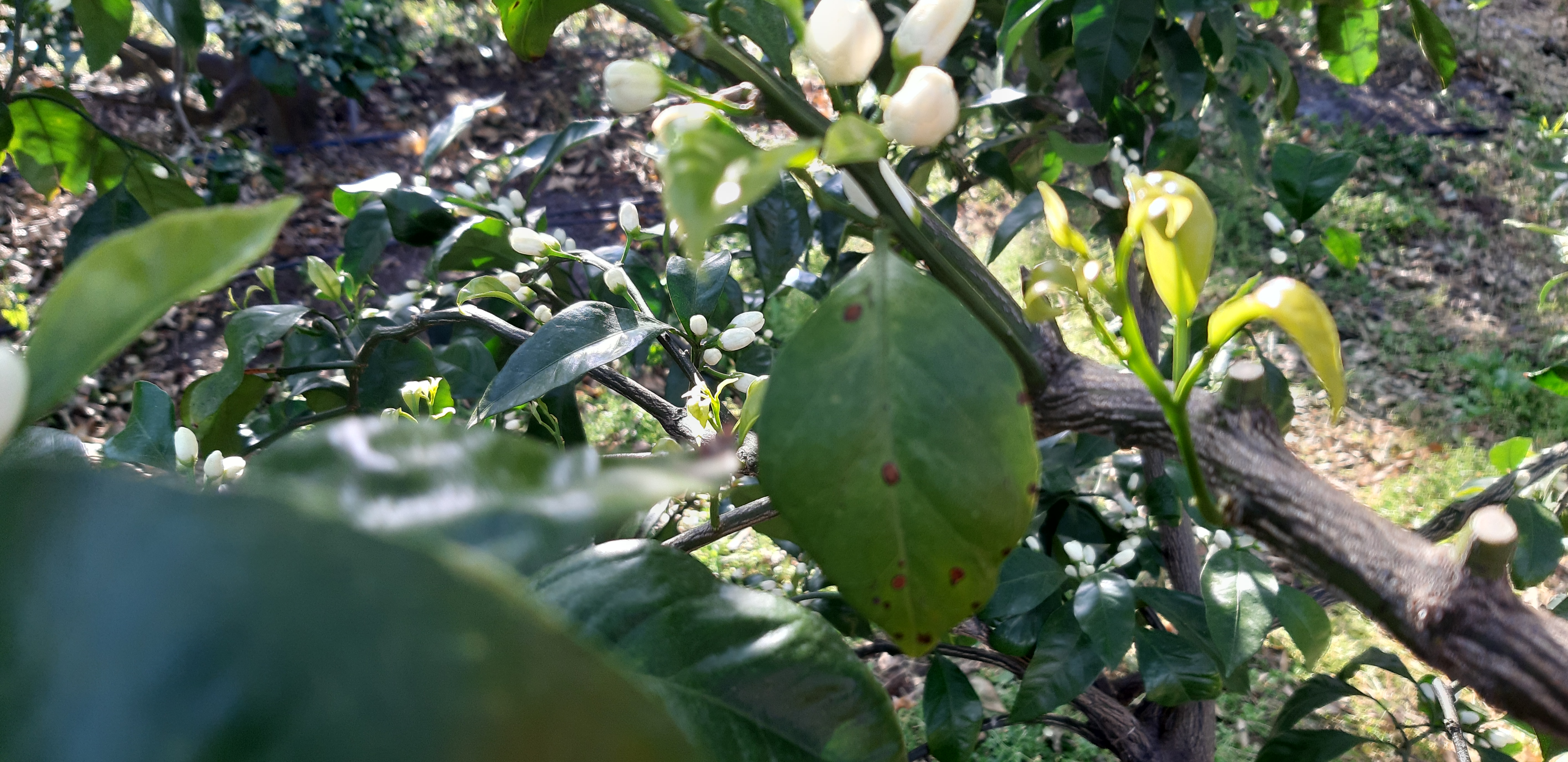 병해충 진단부탁드려요!