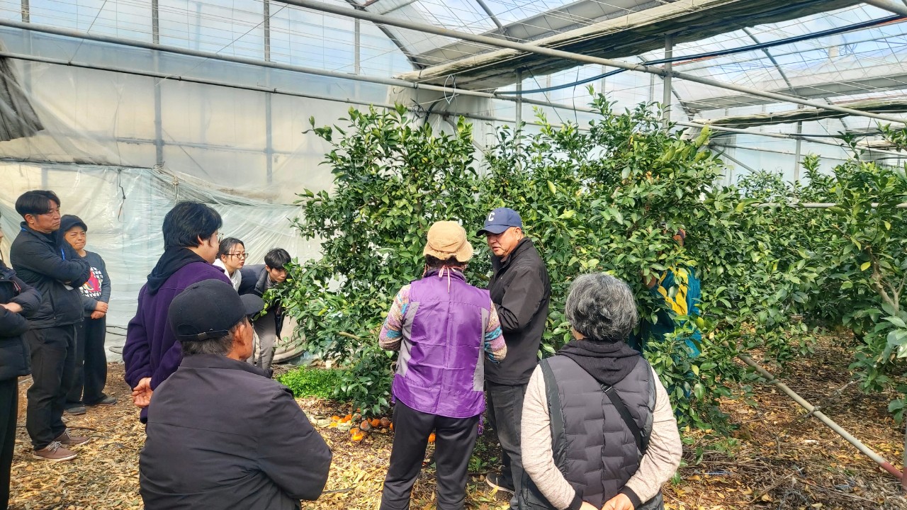 2026년 만감류 정지전정 교육(위미농협) 