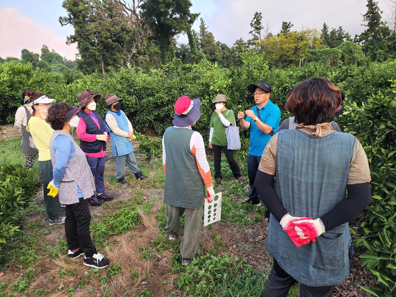  고품질감귤 안정생산을 위한 생활개선회원 열매솎기 수눌음 지도